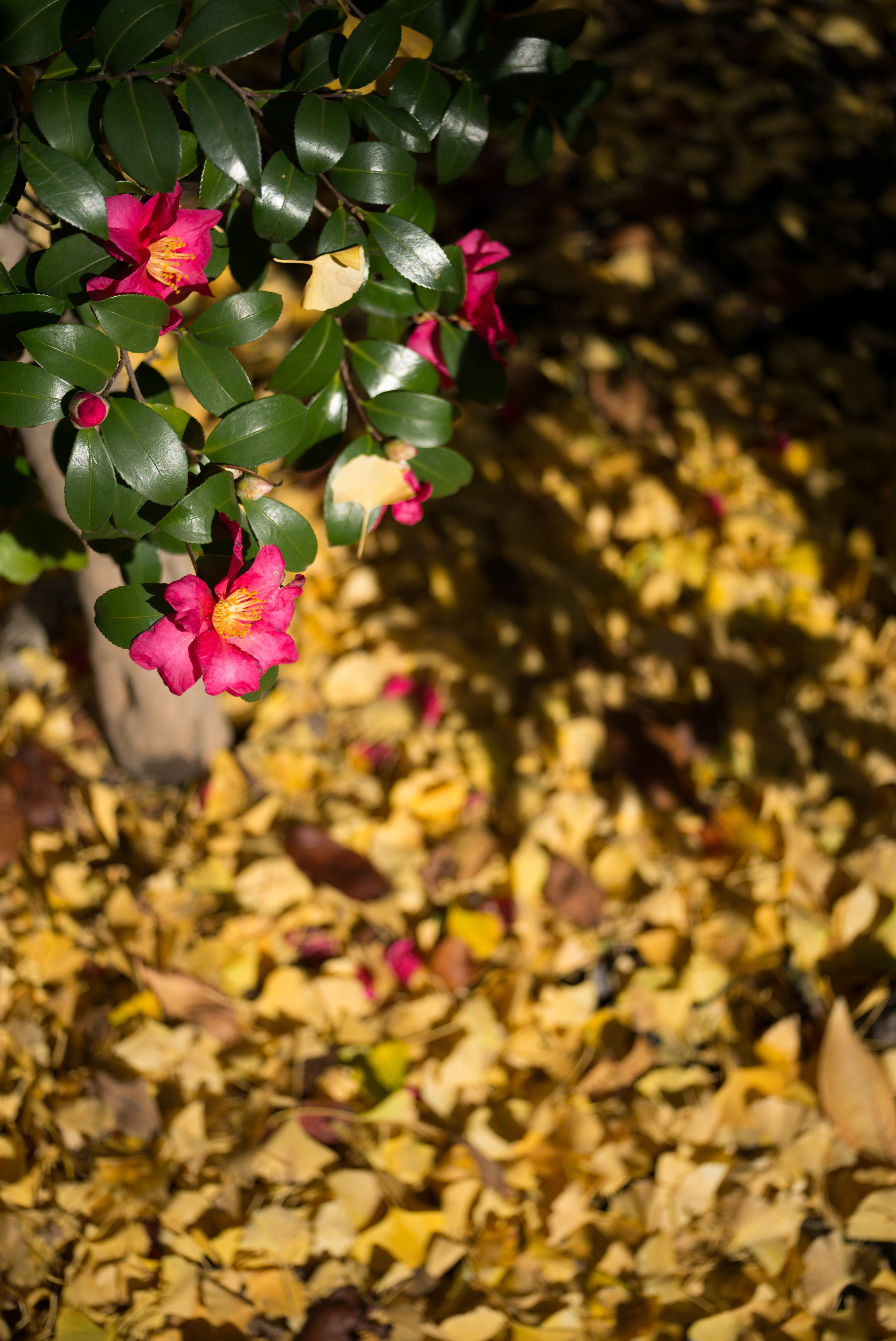 Leica M Typ 240 / Heliar Vintage Line 50mm F3.5 / 1/1,500秒 / F3.5 / 0EV / ISO200 / WB:オート