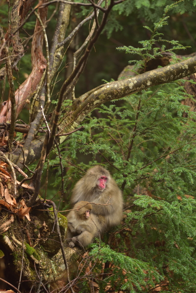 D810 / AF-S NIKKOR 70-200mm f/2.8E FL ED VR / 1/100秒 / F2.8 / ISO400 / マニュアル露出 / 200mm