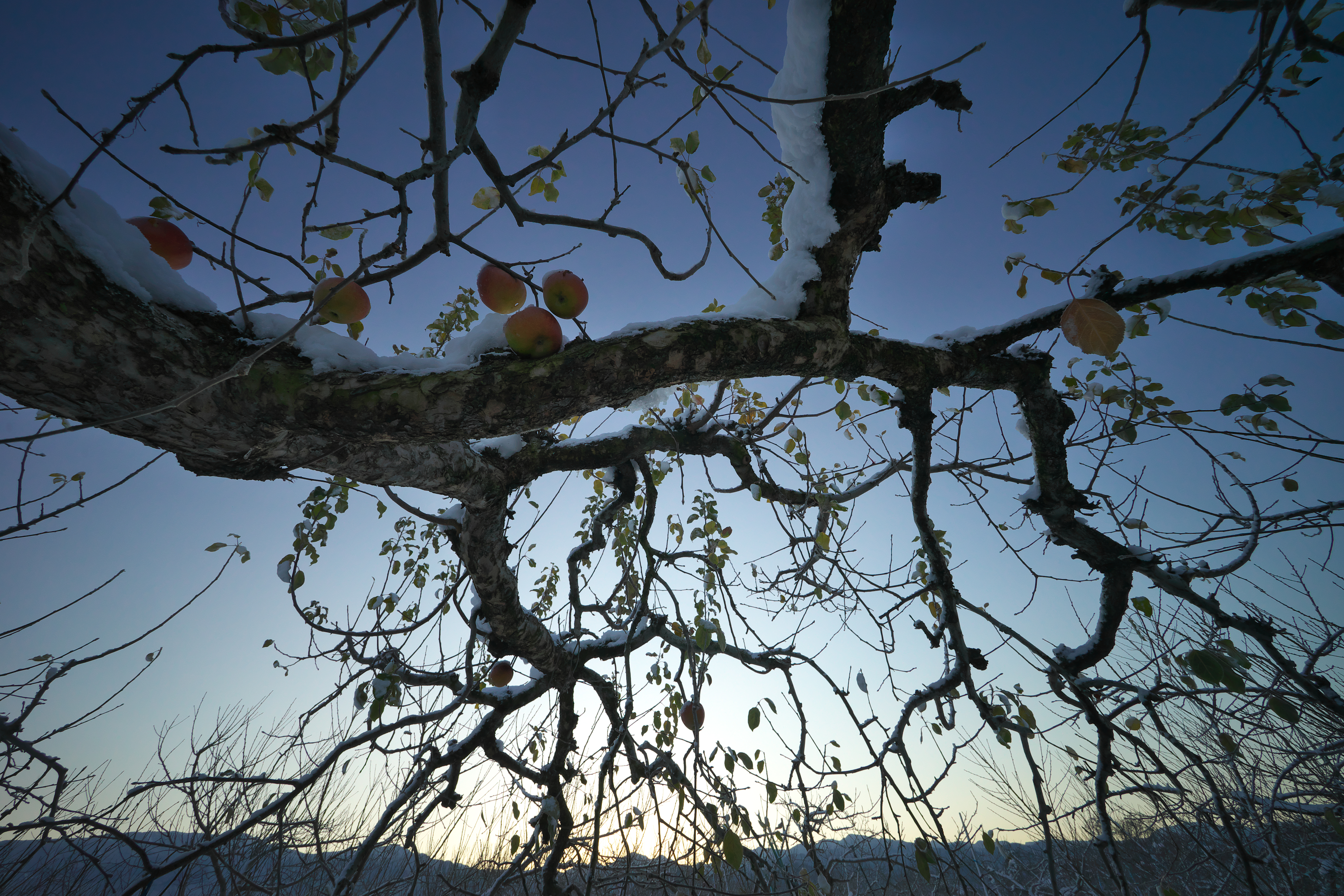 早朝のリンゴ畑。夜明けを待って撮影。取り残されたリンゴをポイントにして画面を構成した。澄んだ空気によって、はるか遠くの山並みもみえる。絞り込んでパンフォーカス効果を生かした。太陽が顔を出す直前の空の不思議な色、周辺までの均質な画像が気持ちいい。α7 II / F10 / 1/250秒 / +0.7EV / ISO800 / 12mm
