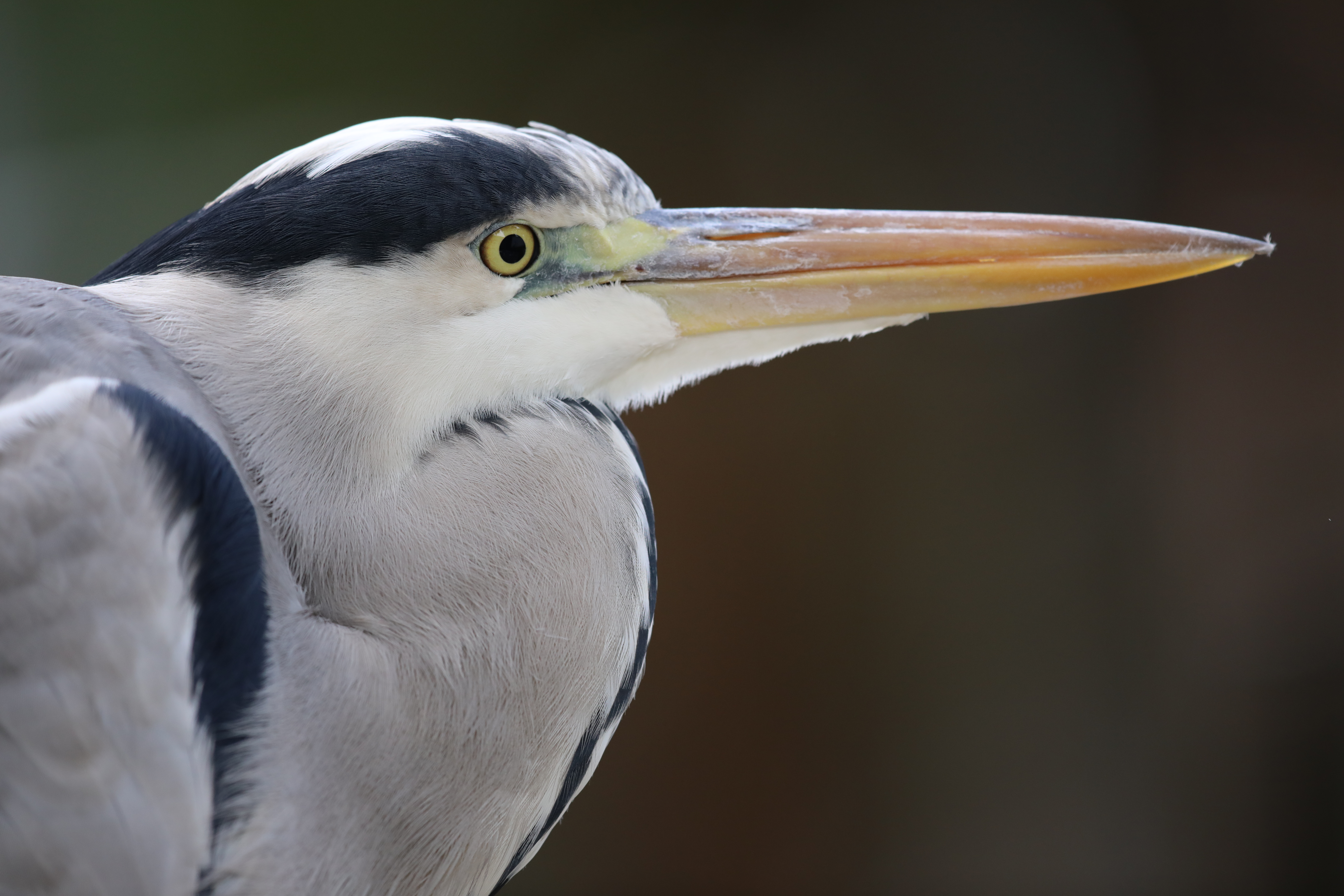 EOS 5D Mark IV / SIGMA 500mm F4 DG OS HSM | Sports / 1/640秒 / F4 / 0EV / ISO1000 / シャッター優先AE / 500mm