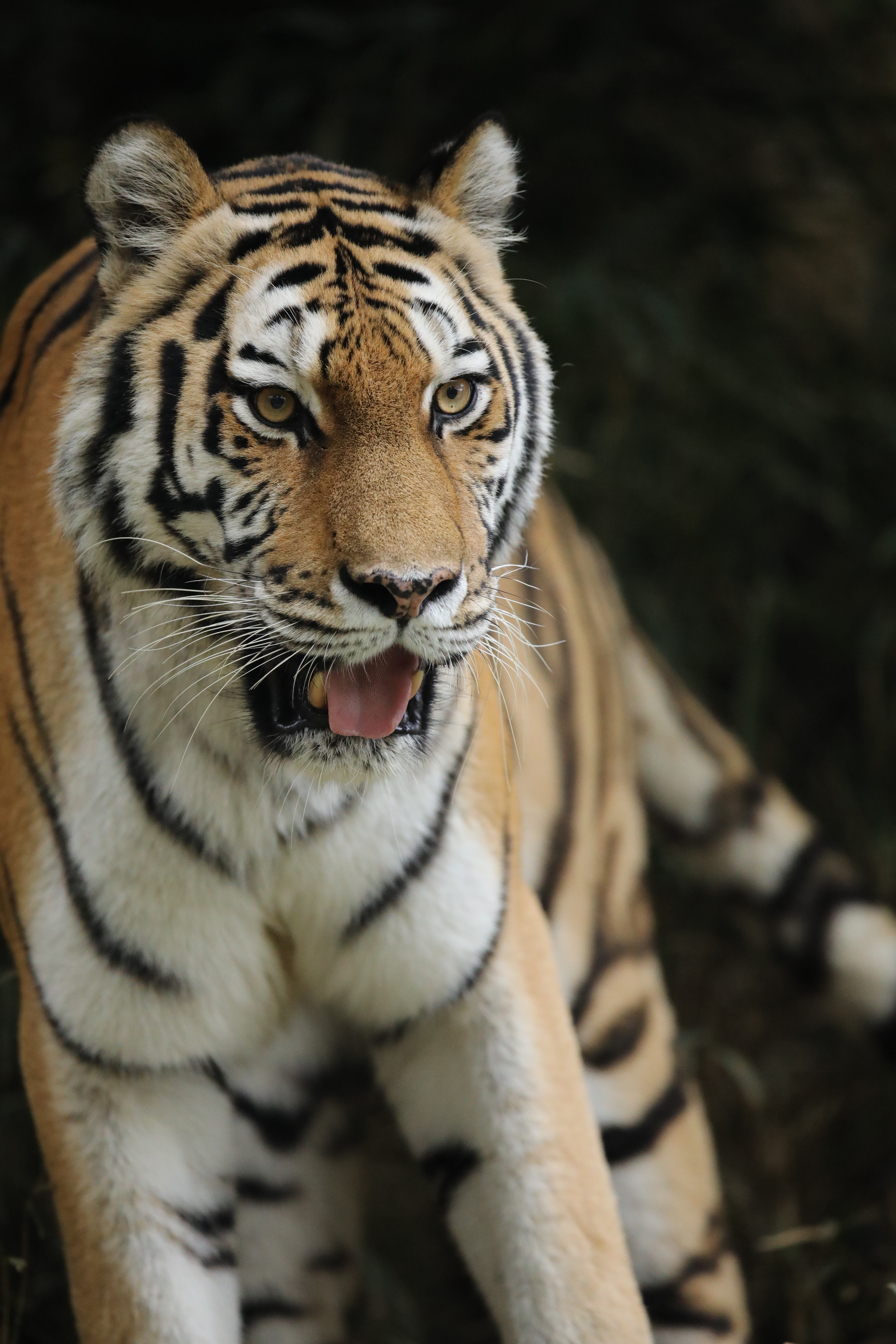 EOS 5D Mark IV / SIGMA 500mm F4 DG OS HSM | Sports / 1/640秒 / F4 / -0.3EV / ISO5000 / シャッター優先AE / 500mm（多摩動物公園）