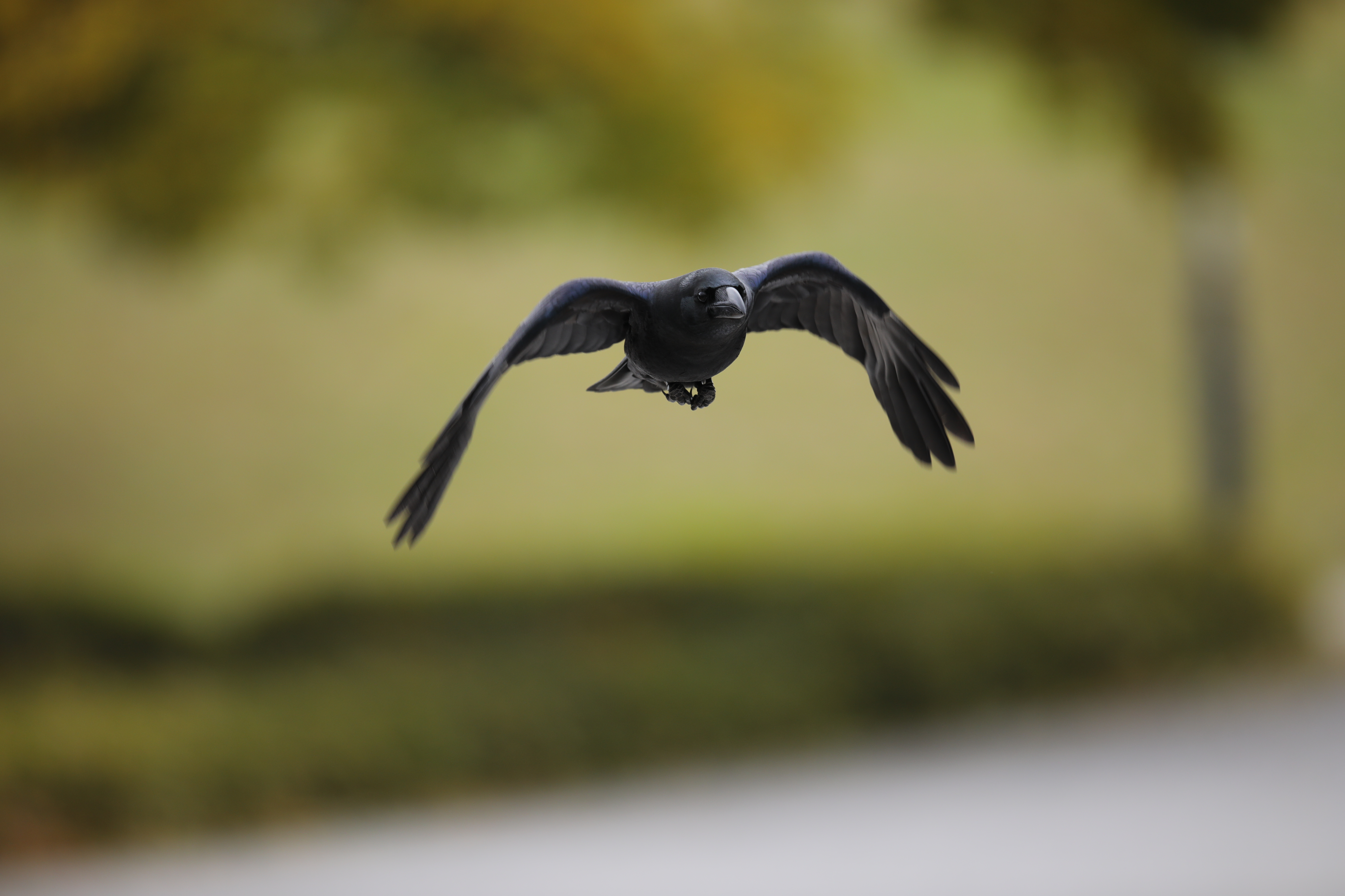 EOS 5D Mark IV / SIGMA 500mm F4 DG OS HSM | Sports / 1/640秒 / F4 / +0.3EV / ISO320 / シャッター優先AE / 500mm