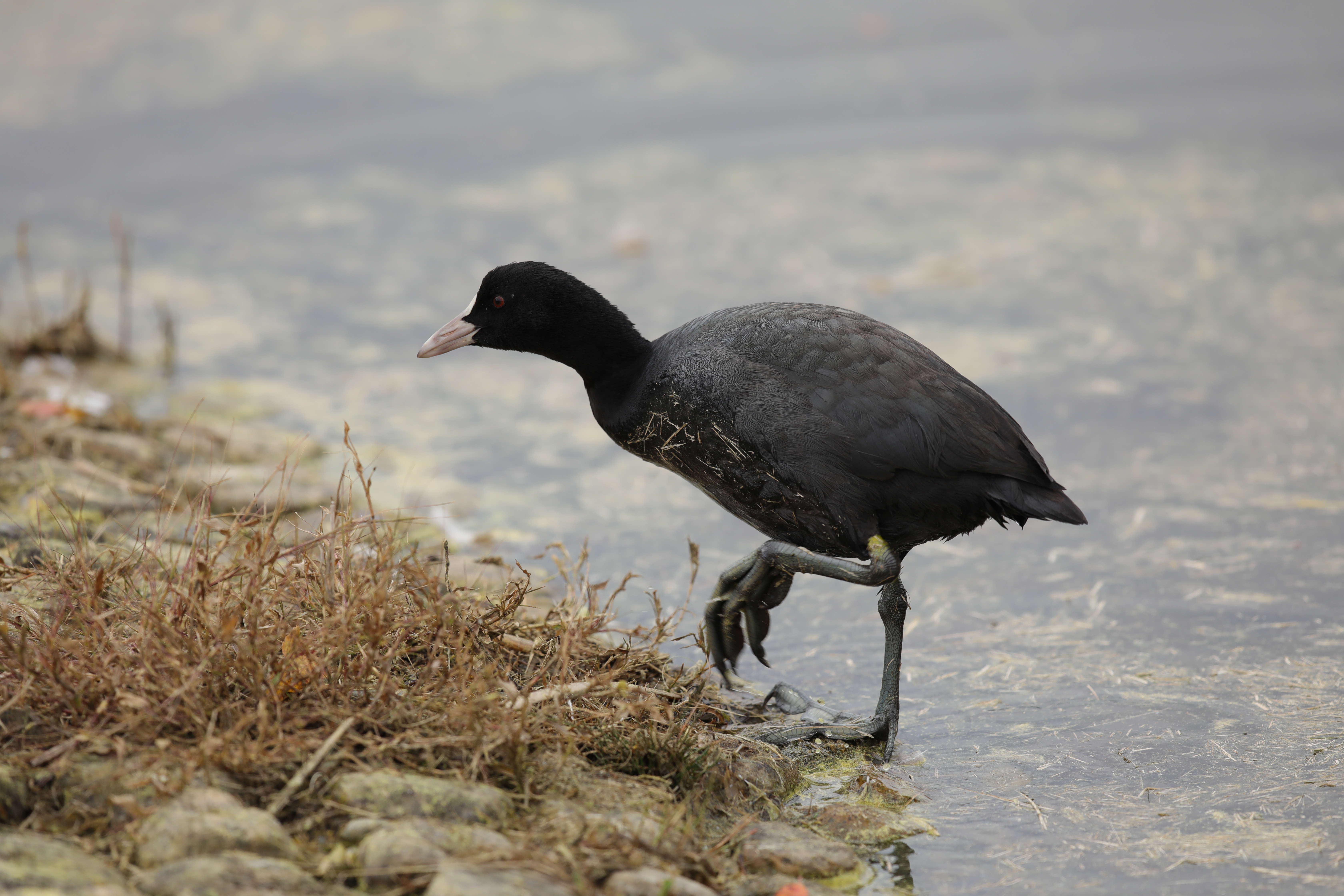 EOS 5D Mark IV / SIGMA 500mm F4 DG OS HSM | Sports / 1/400秒 / F5.6 / +0.3EV / ISO320 / シャッター優先AE / 500mm