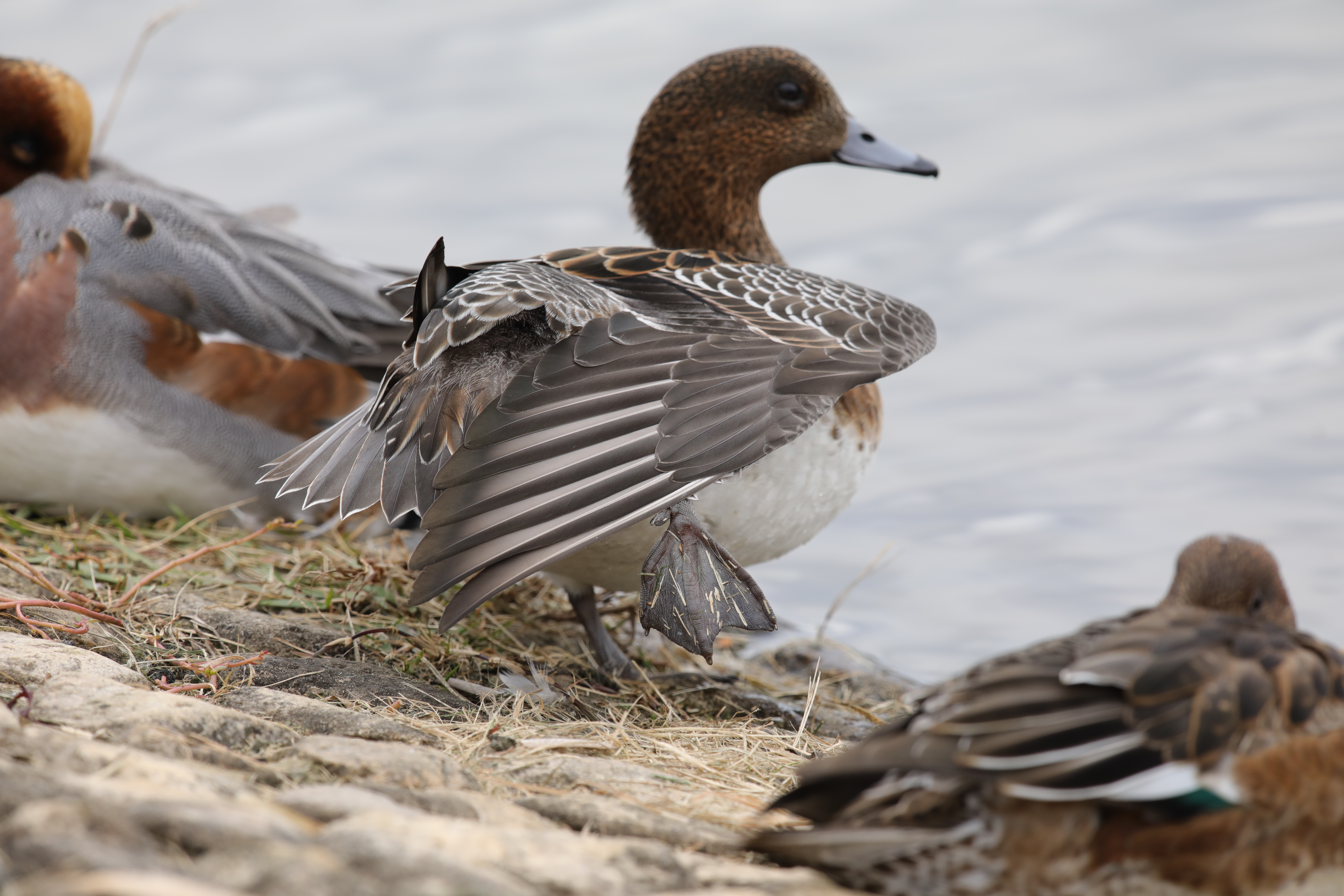 EOS 5D Mark IV / SIGMA 500mm F4 DG OS HSM | Sports / 1/400秒 / F8 / +0.3EV / ISO640 / マニュアル露出 / 700mm