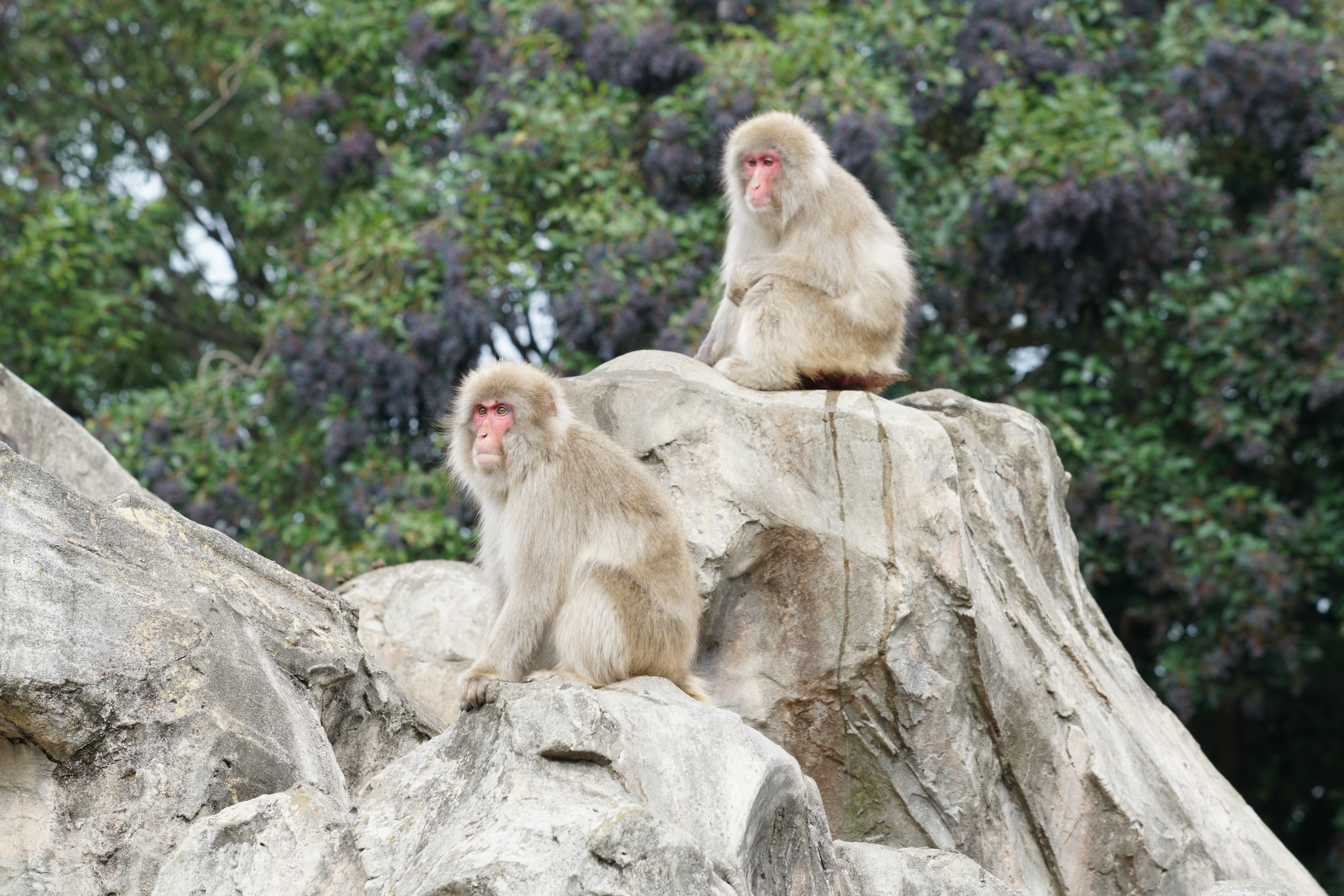 α99 II / 70-200mm F2.8 G SSM II / 1/20秒 / F8 / +0.3EV / ISO100 / 絞り優先AE / 200mm（恩賜上野動物園で撮影）