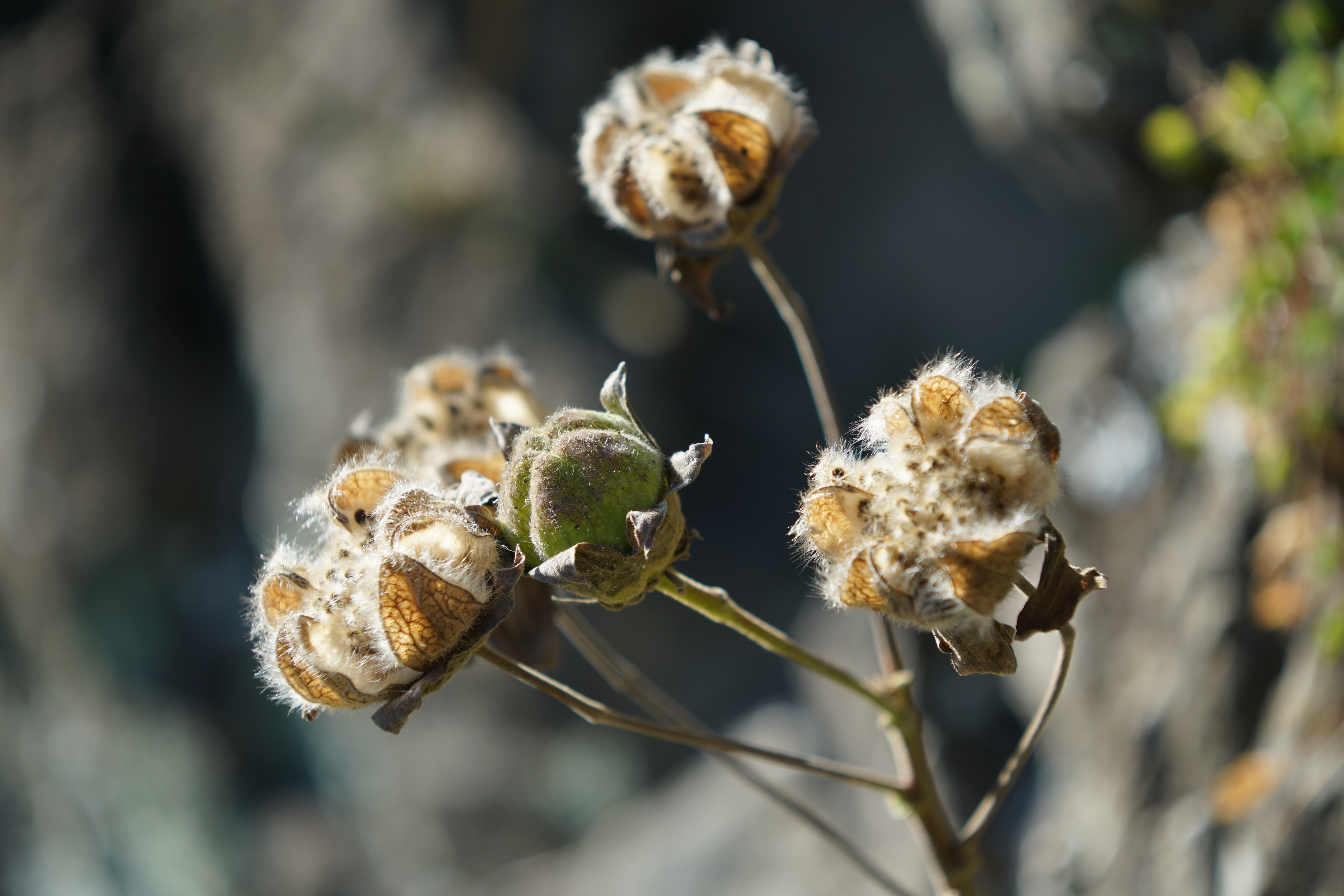 α99 II / 70-200mm F2.8 G SSM II / 1/200秒 / F5.6 / -0.7EV / ISO100 / 絞り優先AE / 200mm