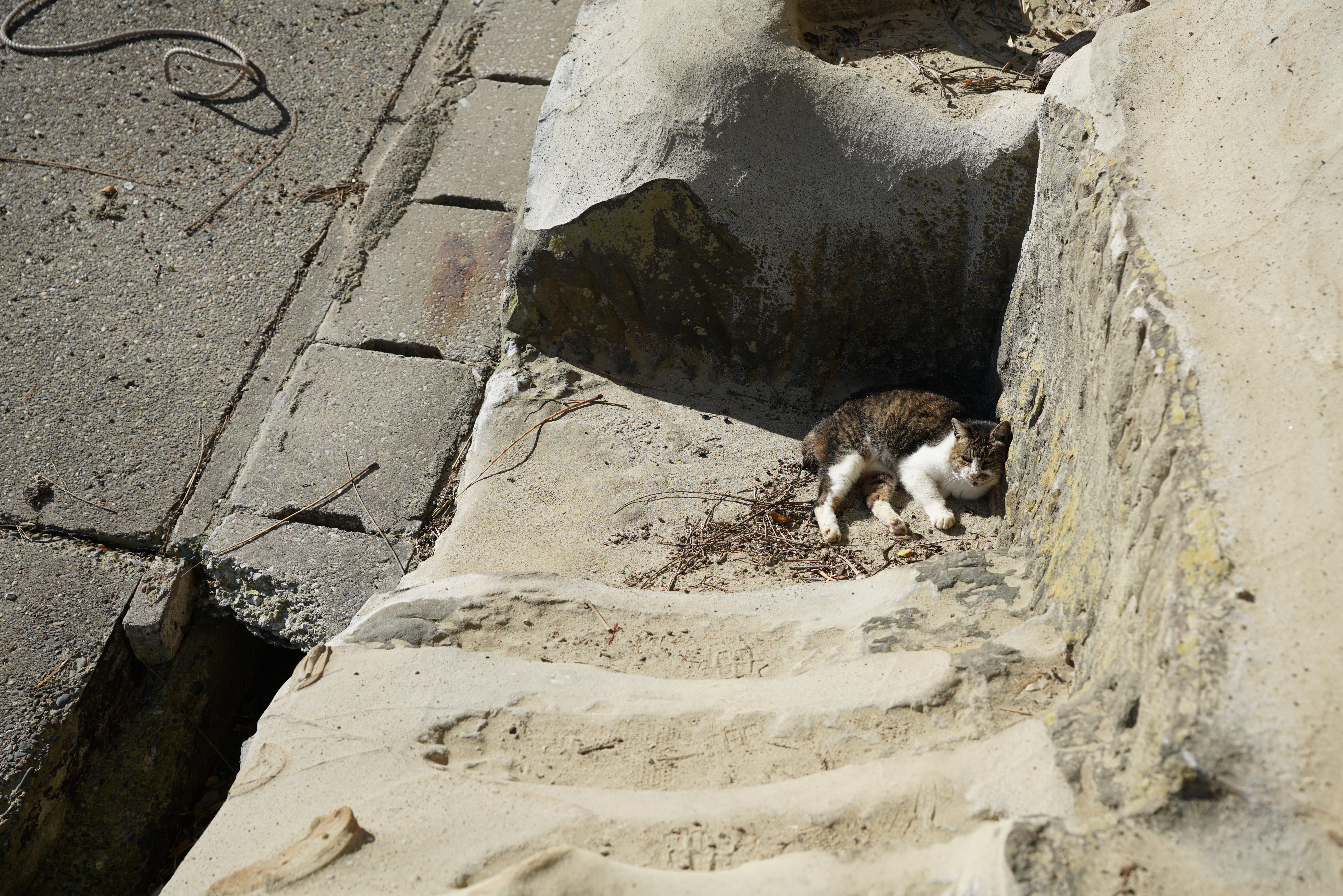 α99 II / Vario-Sonnar T* 24-70mm F2.8 ZA SSM II / 1/400秒 / F5.6 / 0EV / ISO100 / 絞り優先AE / 50mm