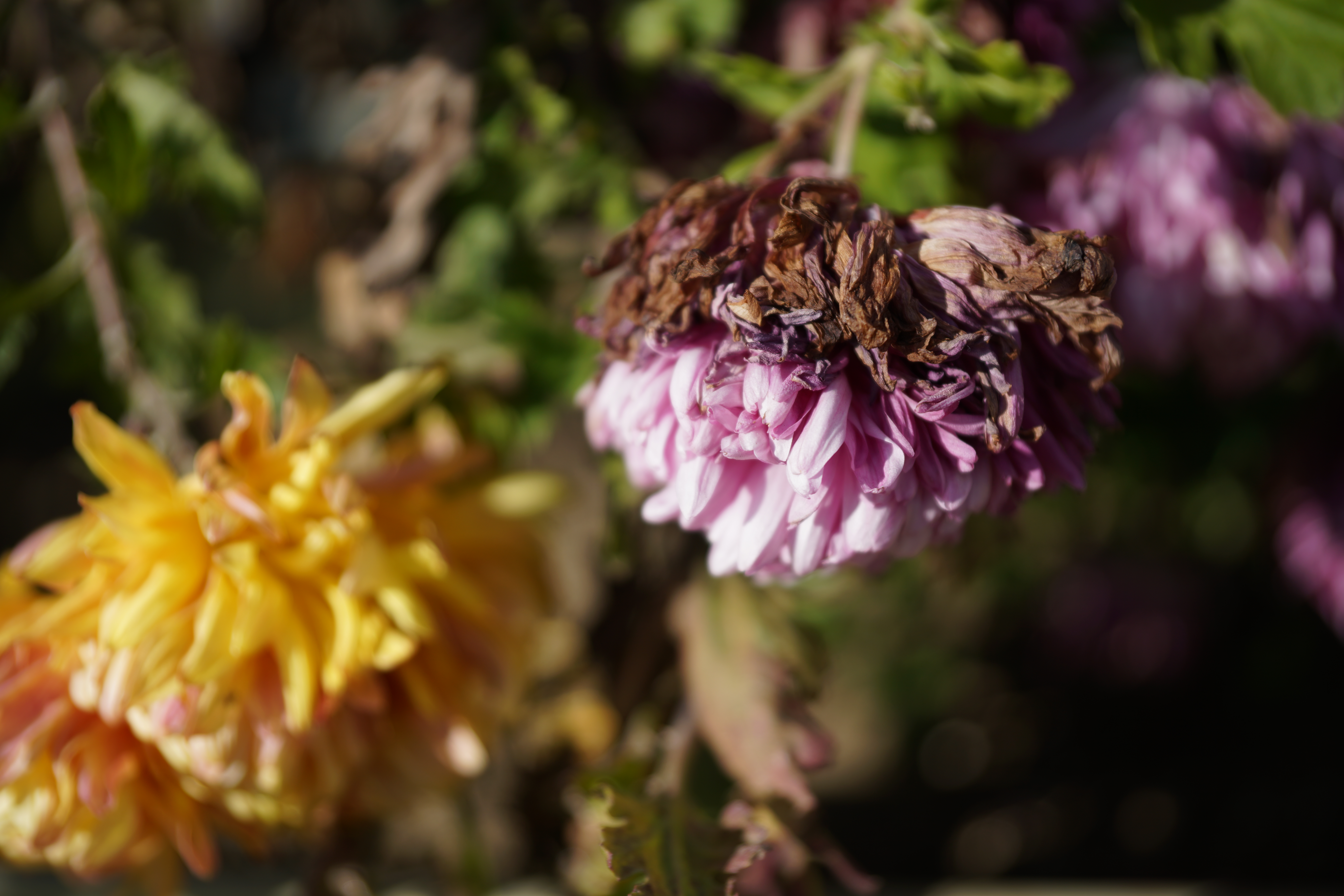 α99 II / Vario-Sonnar T* 24-70mm F2.8 ZA SSM II / 1/1600秒 / F2.8 / -0.7EV / ISO100 / 絞り優先AE / 70mm