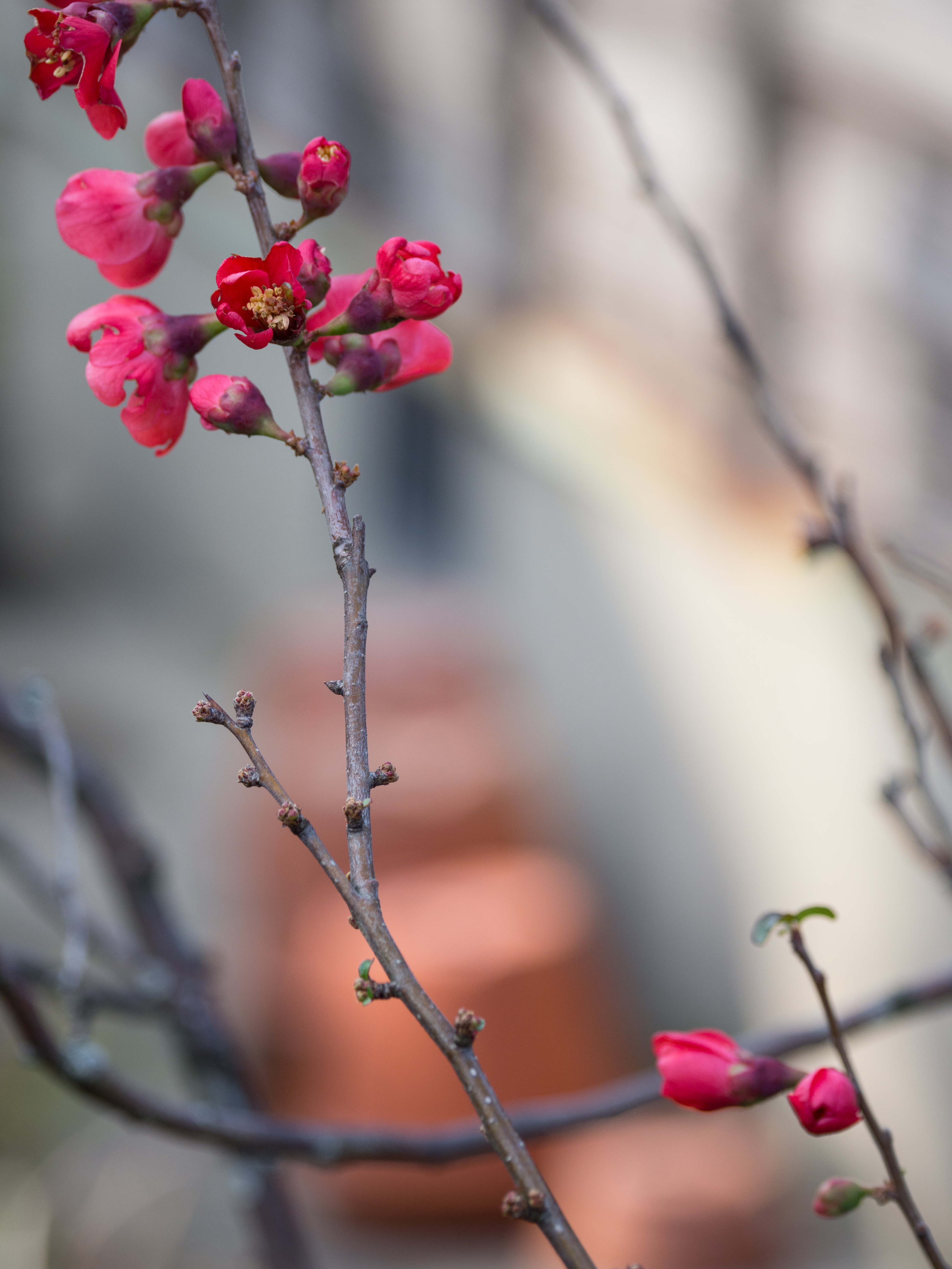 E-M1 Mark II / 1/400秒 / F4 / +0.3EV / ISO200 / 絞り優先AE / 100mm