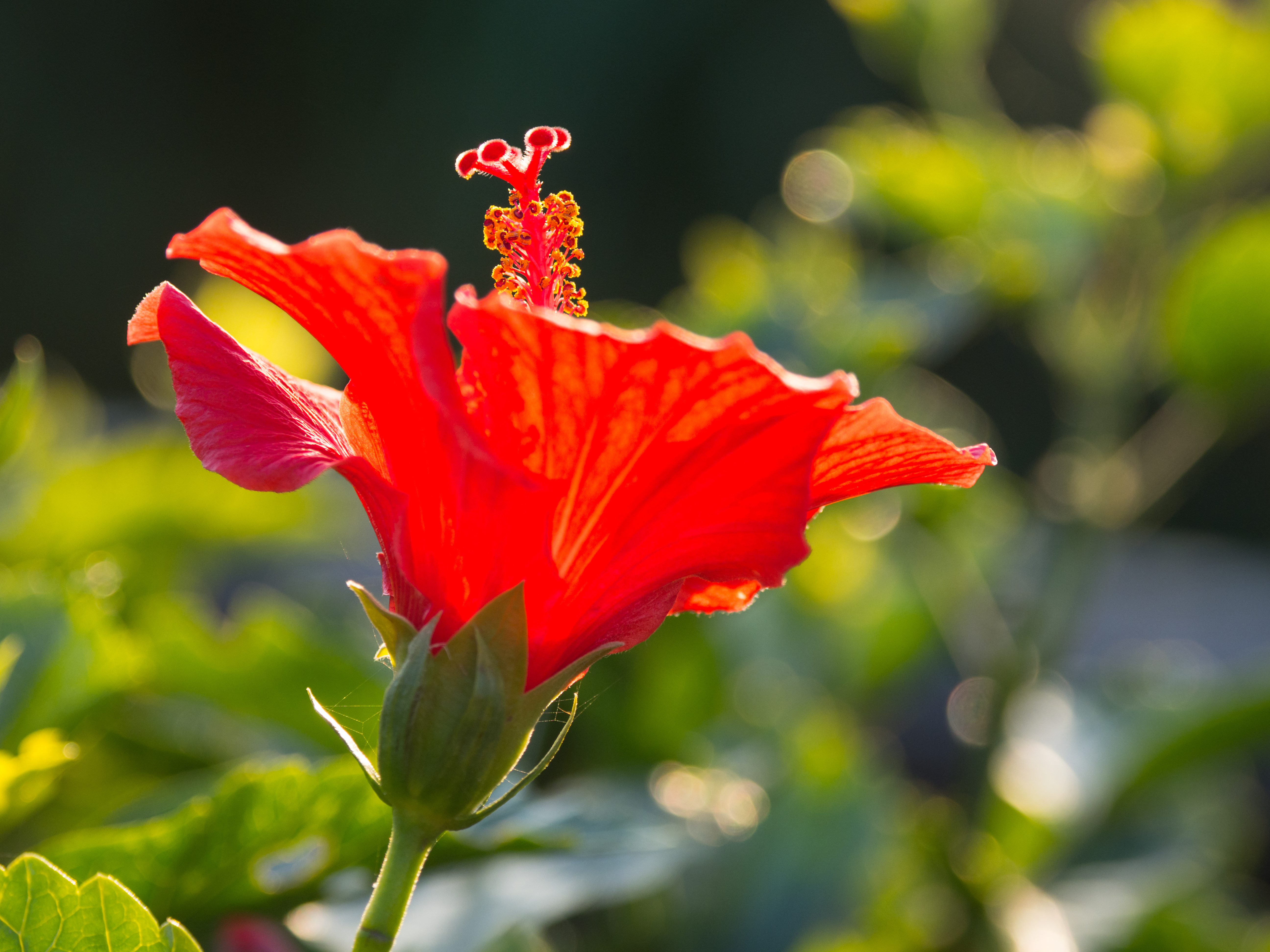 E-M1 Mark II / 1/320秒 / F4 / 0EV / ISO200 / 絞り優先AE / 100mm