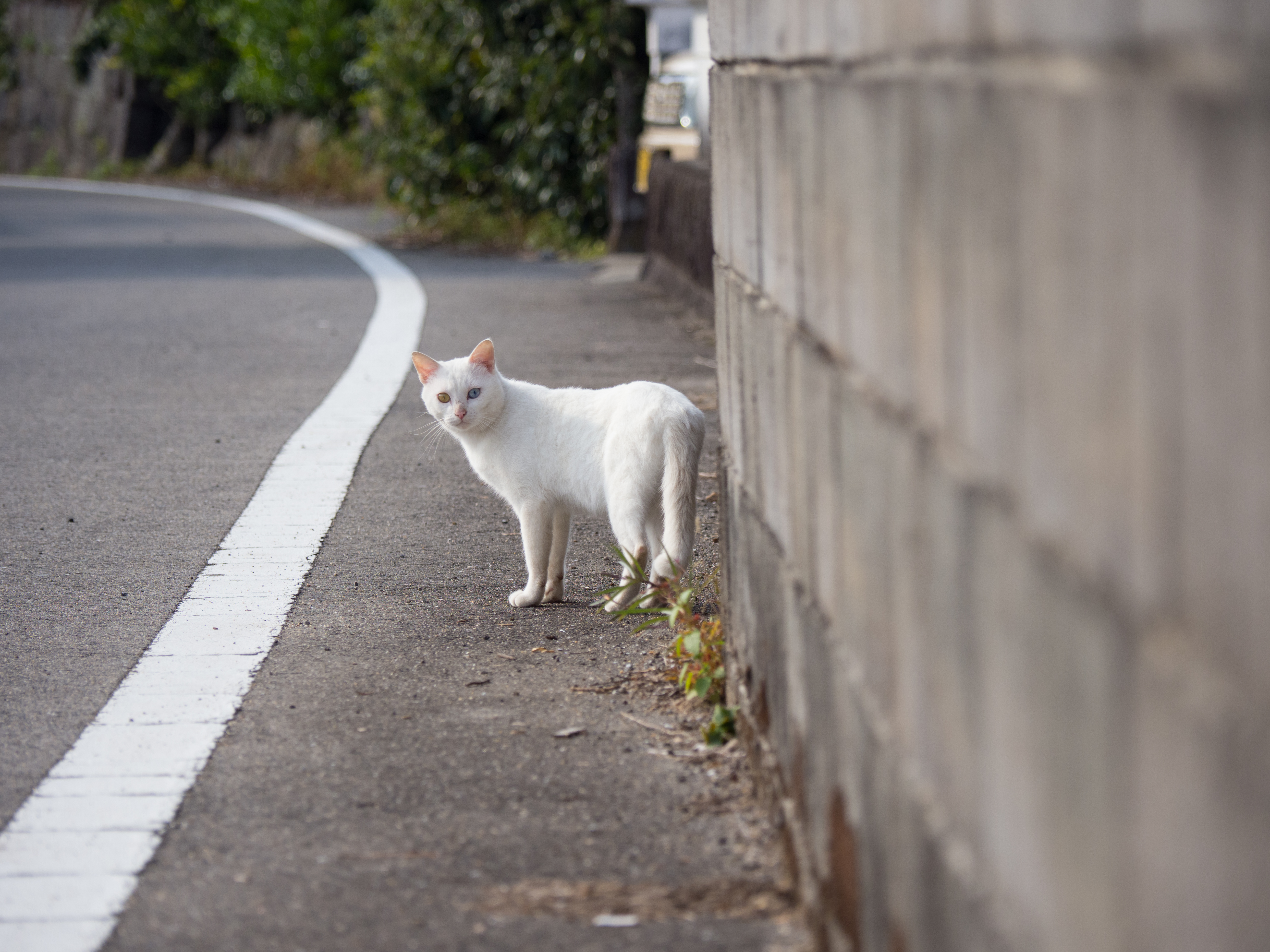 E-M1 Mark II / 1/1,000秒 / F4 / +0.3EV / ISO200 / 絞り優先AE / 100mm