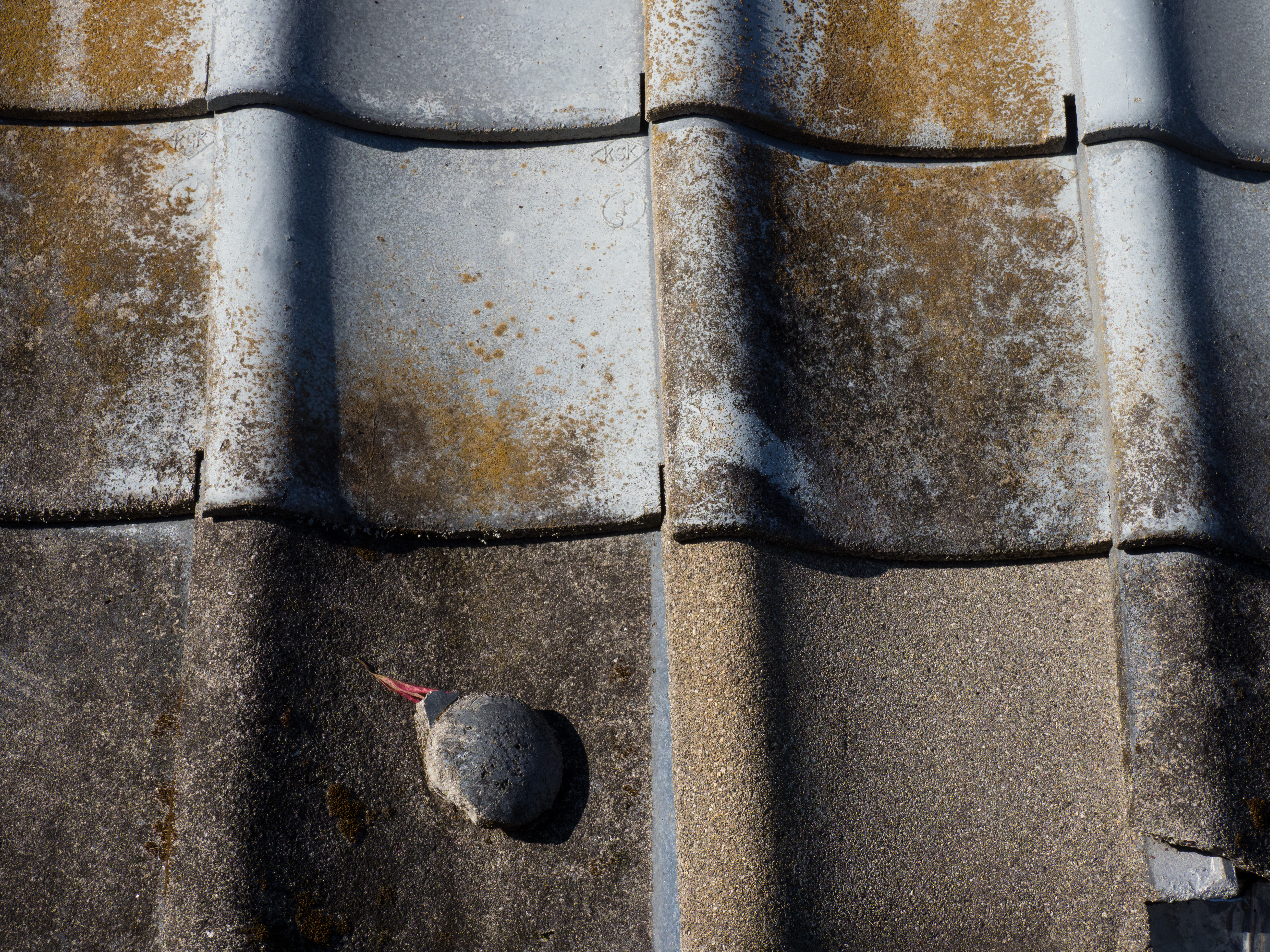 E-M1 Mark II / 1/800秒 / F8 / -1EV / ISO400 / 絞り優先AE / 34mm