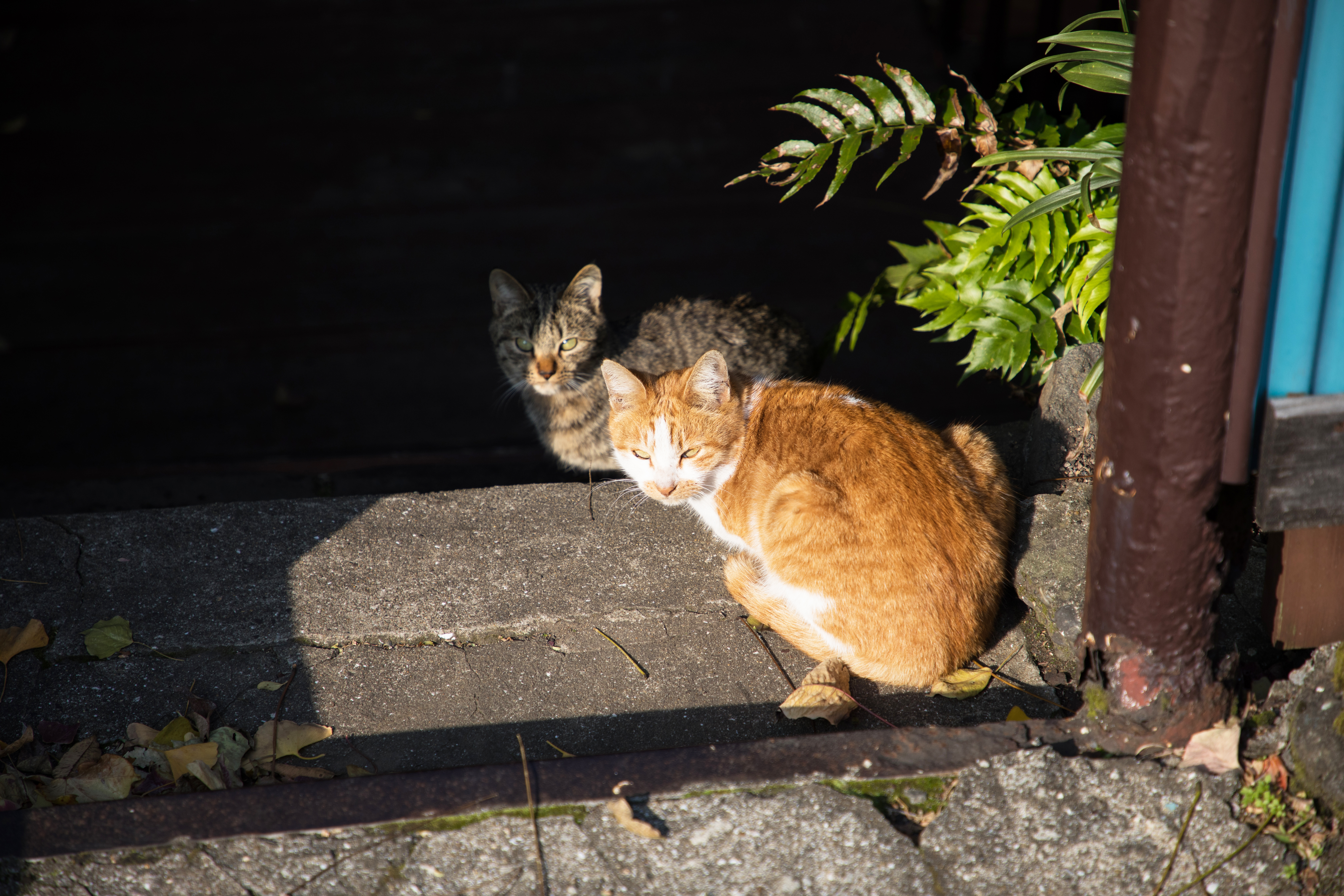 EOS 5D Mark IV / 1/1,250秒 / F4.5 / -1EV / ISO200 / 絞り優先AE / 105mm