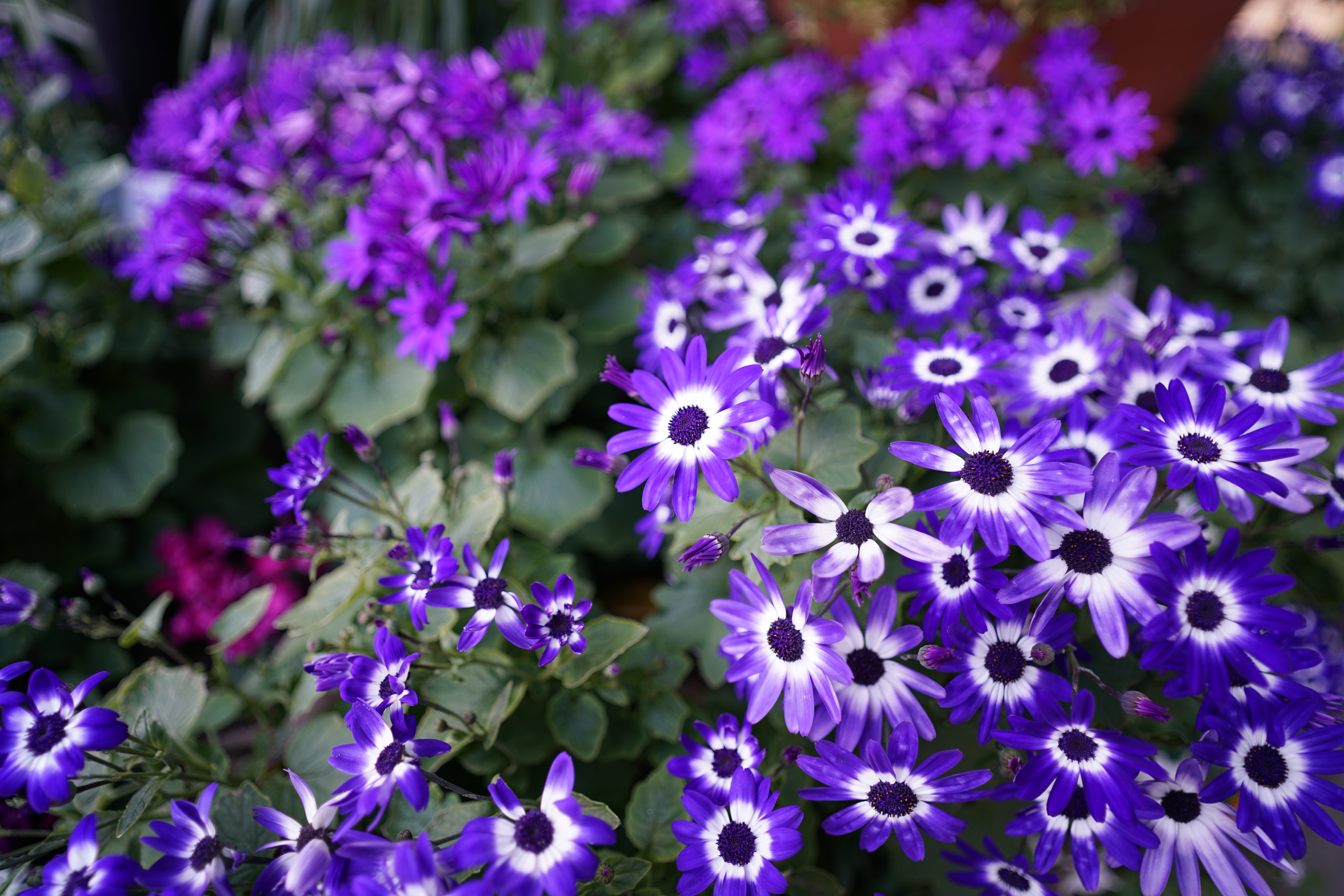 α7R II / 1/100秒 / F2 / +0.2EV / ISO100 / 絞り優先AE / 20mm