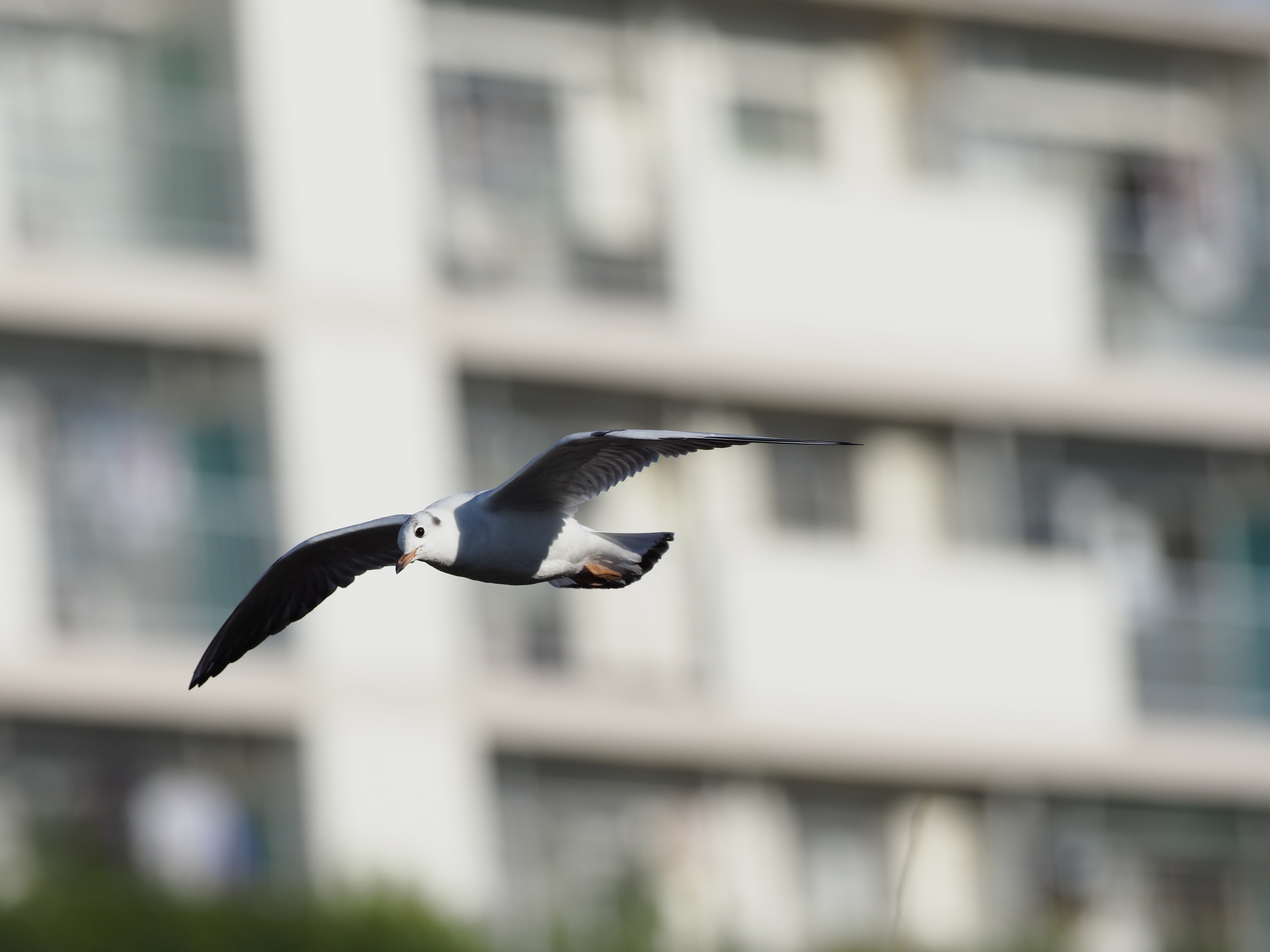 E-M1 Mark IIでは、電子シャッターでのローリングシャッター歪みが減った。動体を追って撮影しても、背景の直線が歪みにくい。<br>E-M1 Mark II / M.ZUIKO DIGITAL ED 300mm F4.0 IS PRO / シャッター速度優先（1/2,500秒、F4.5、-1.0EV） / ISO200（撮影：伊達淳一）