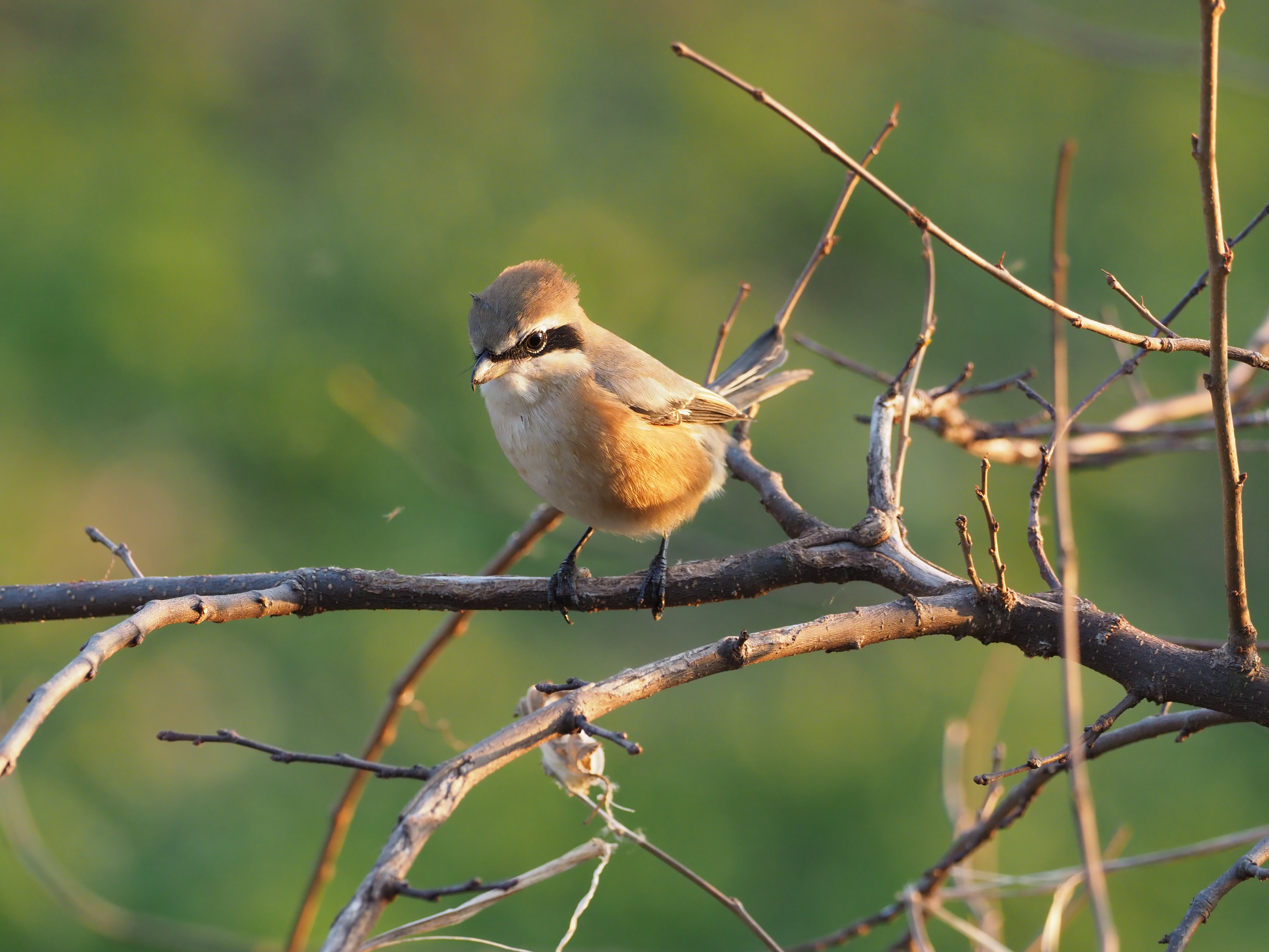 測距点は121点。微妙な位置にも合わせやすくなった。<br>E-M1 Mark II / M.ZUIKO DIGITAL ED 300mm F4.0 IS PRO / シャッター速度優先（1/500秒、F4.5、-0.3EV） / ISO1000（撮影：伊達淳一）