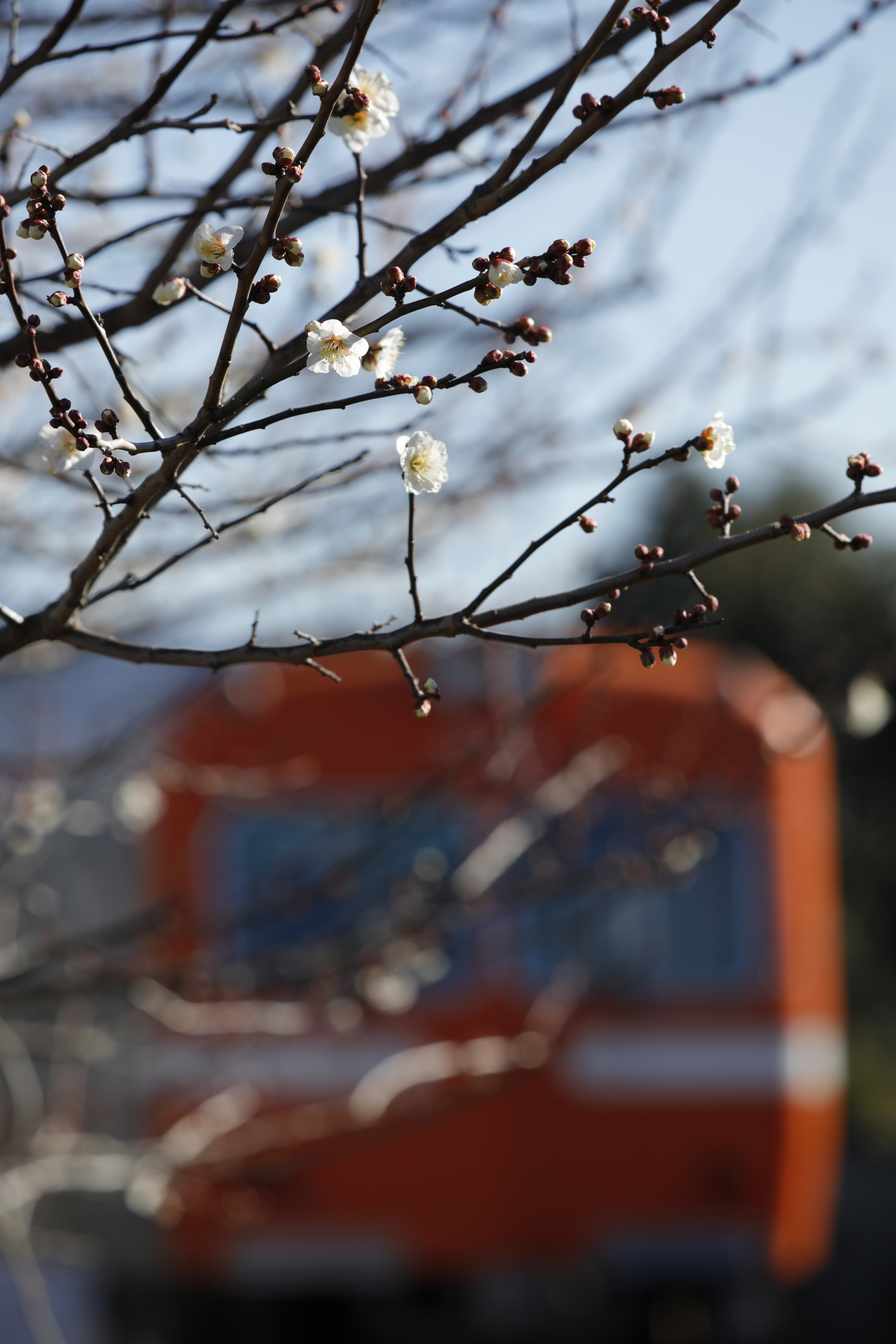 EOS 5D Mark IV / 1/800秒 / F8 / 0EV / ISO400 / マニュアル露出 / 219mm