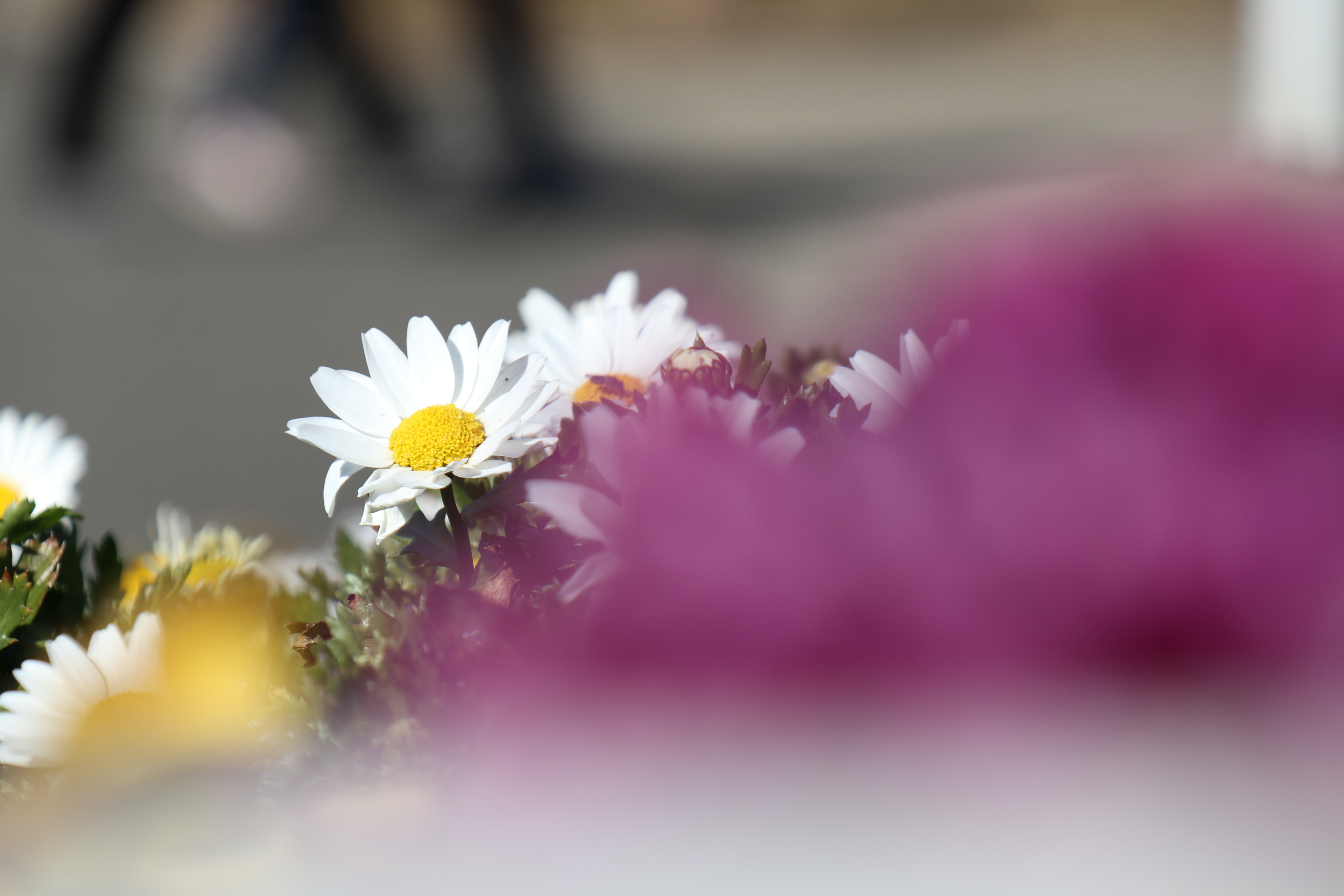 EF-M18-150mm F3.5-6.3 IS STM / 1/500秒 / F6.3 / +1EV / ISO100 / 絞り優先AE / 115mm