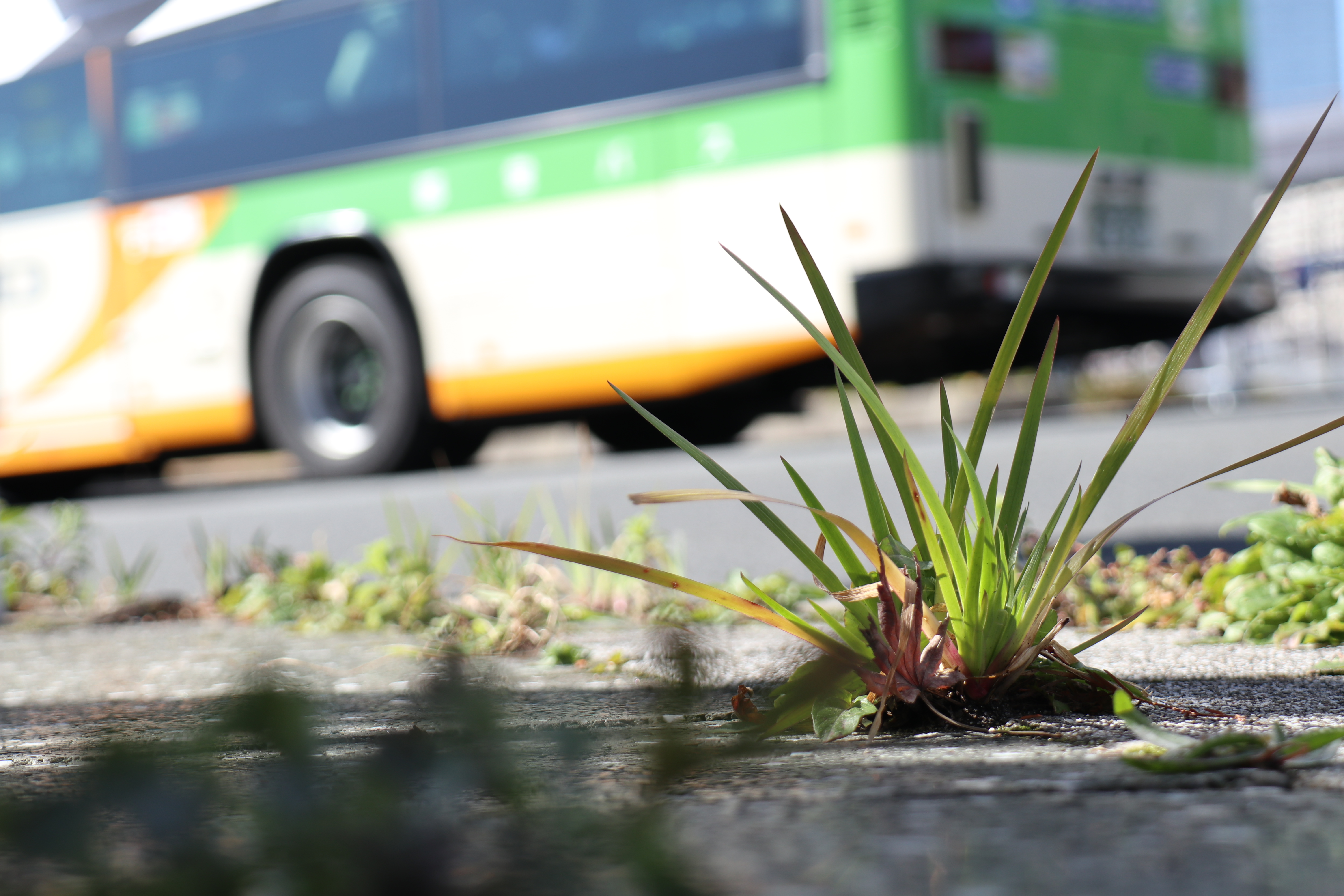 EF-M18-150mm F3.5-6.3 IS STM / 1/250秒 / F5.6 / +1EV / ISO100 / 絞り優先AE / 50mm