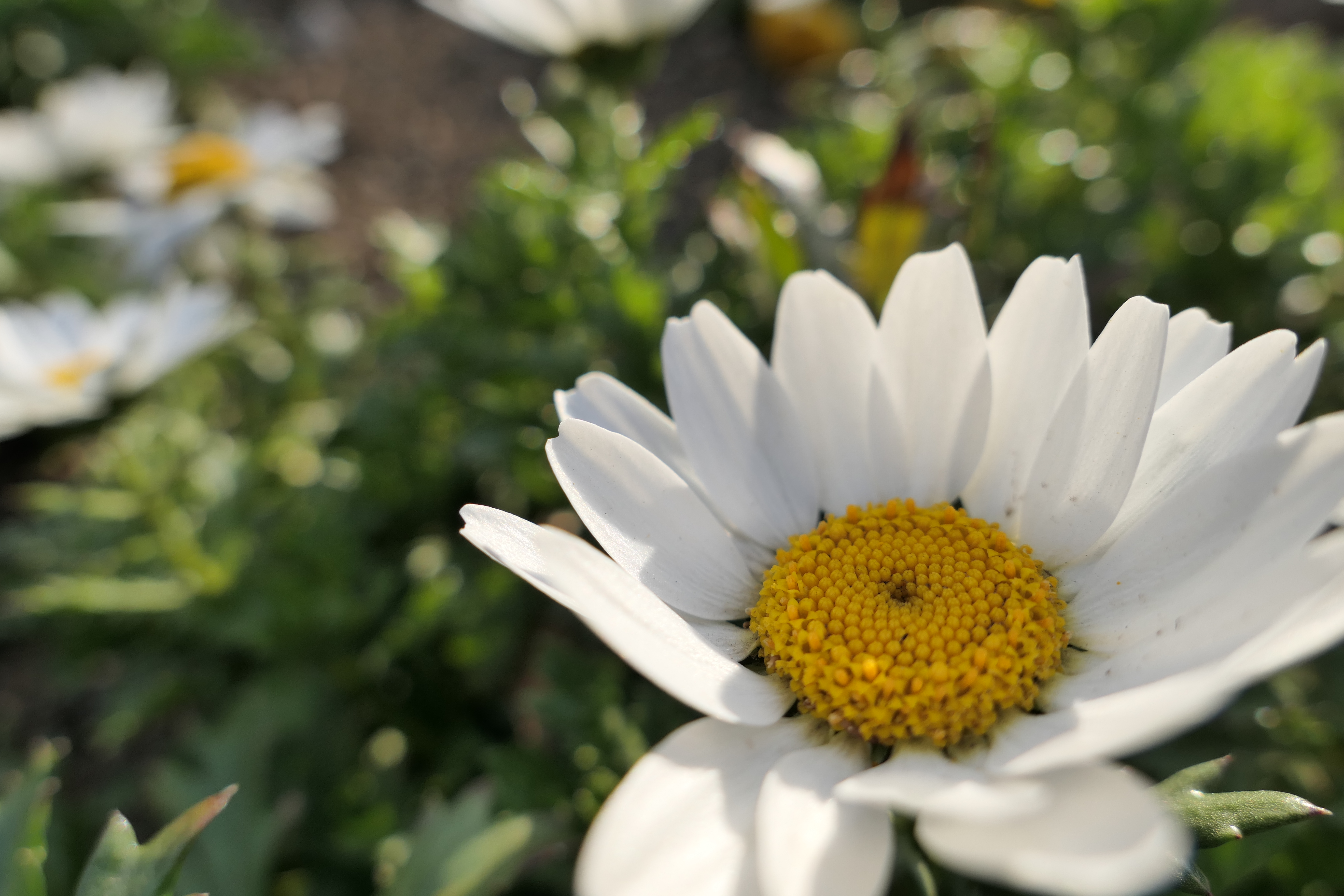 1/500秒 / F4 / +0.7EV / ISO125 / 絞り優先AE / 8.8mm