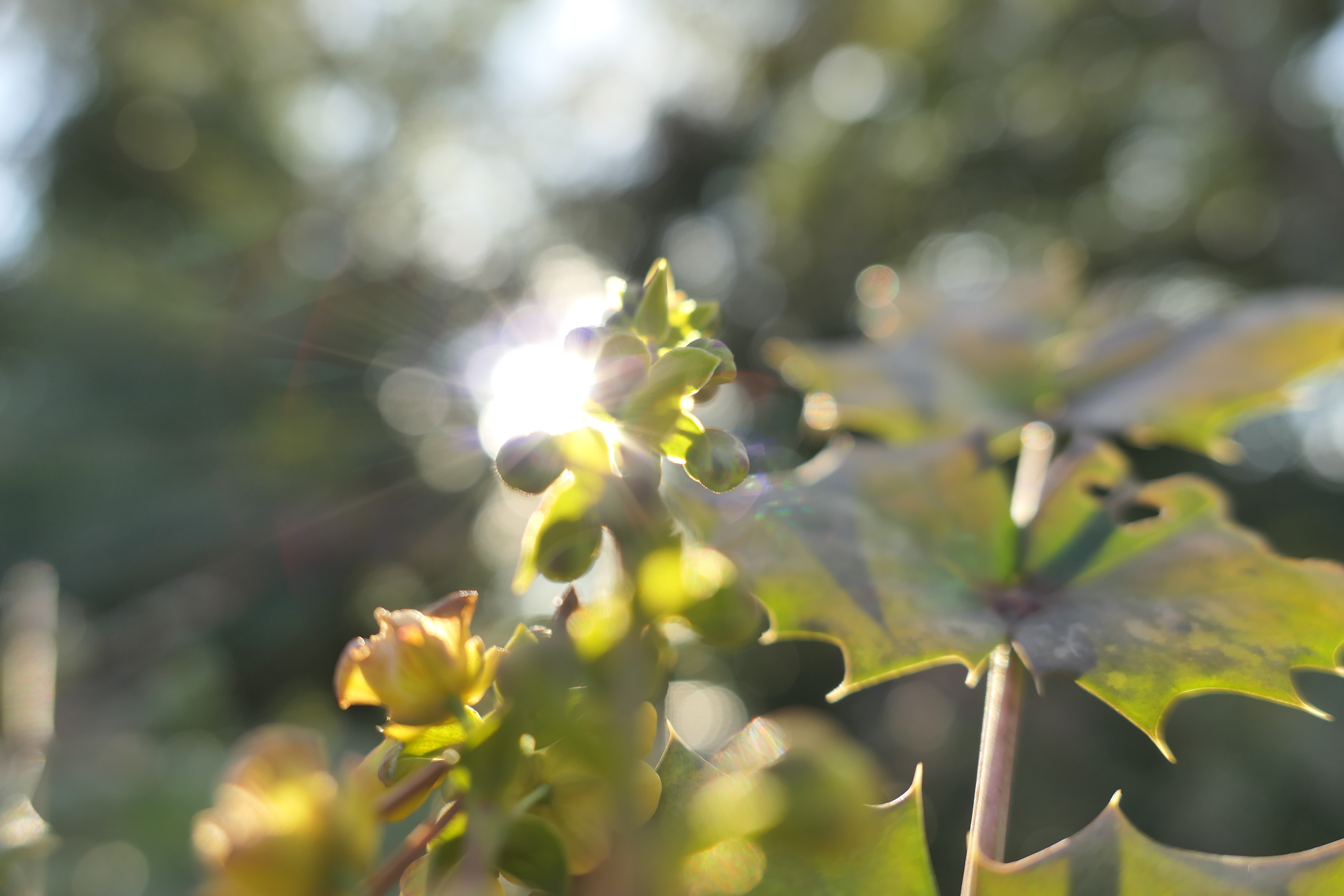 1/400秒 / F2.5 / +0.7EV / ISO125 / 絞り優先AE / 10.2mm