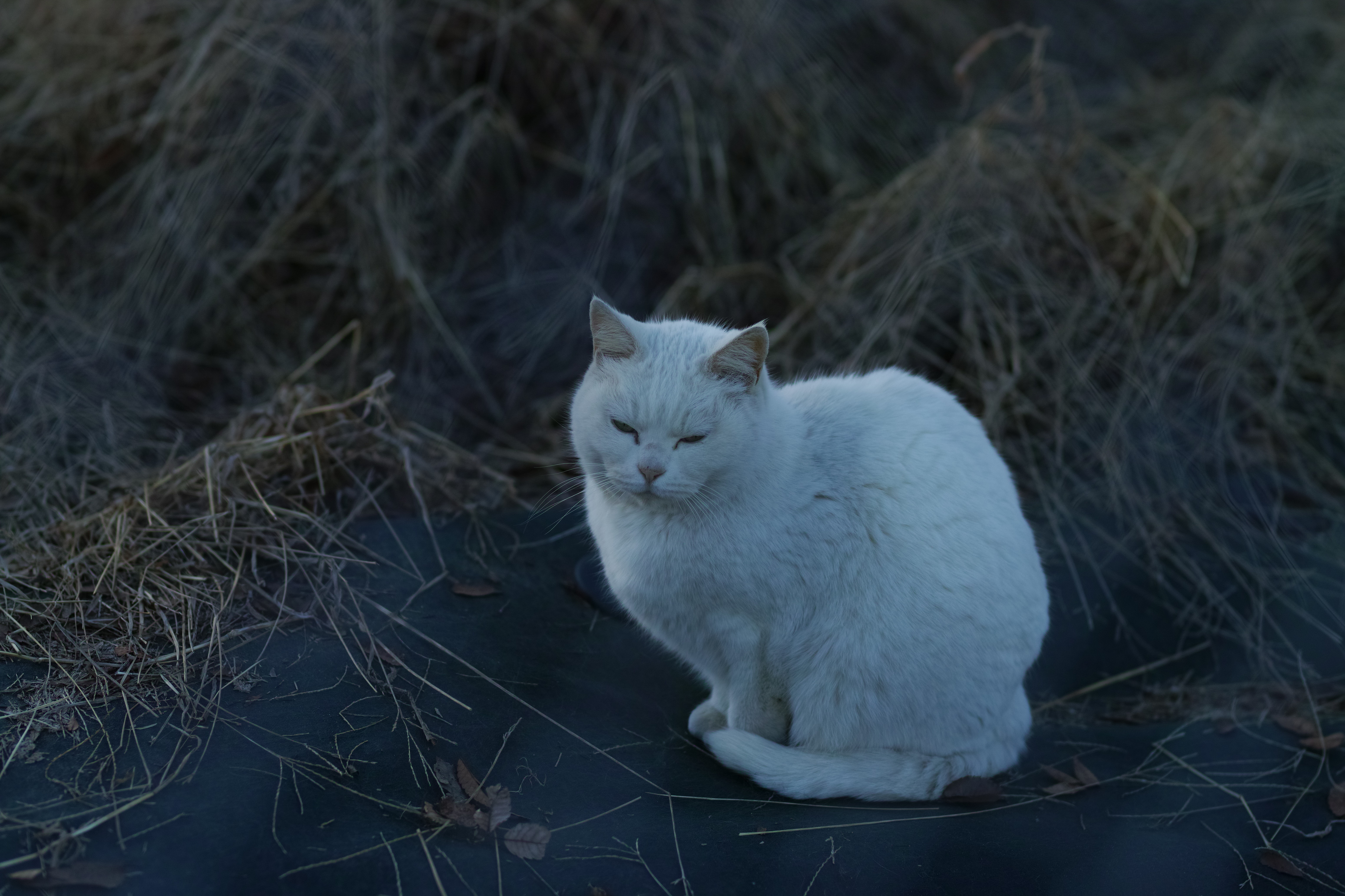 SIGMA 85mm F1.4 DG HSM / 1/1,600秒 / F2 / -1EV / ISO100 / 絞り優先AE / 85mm