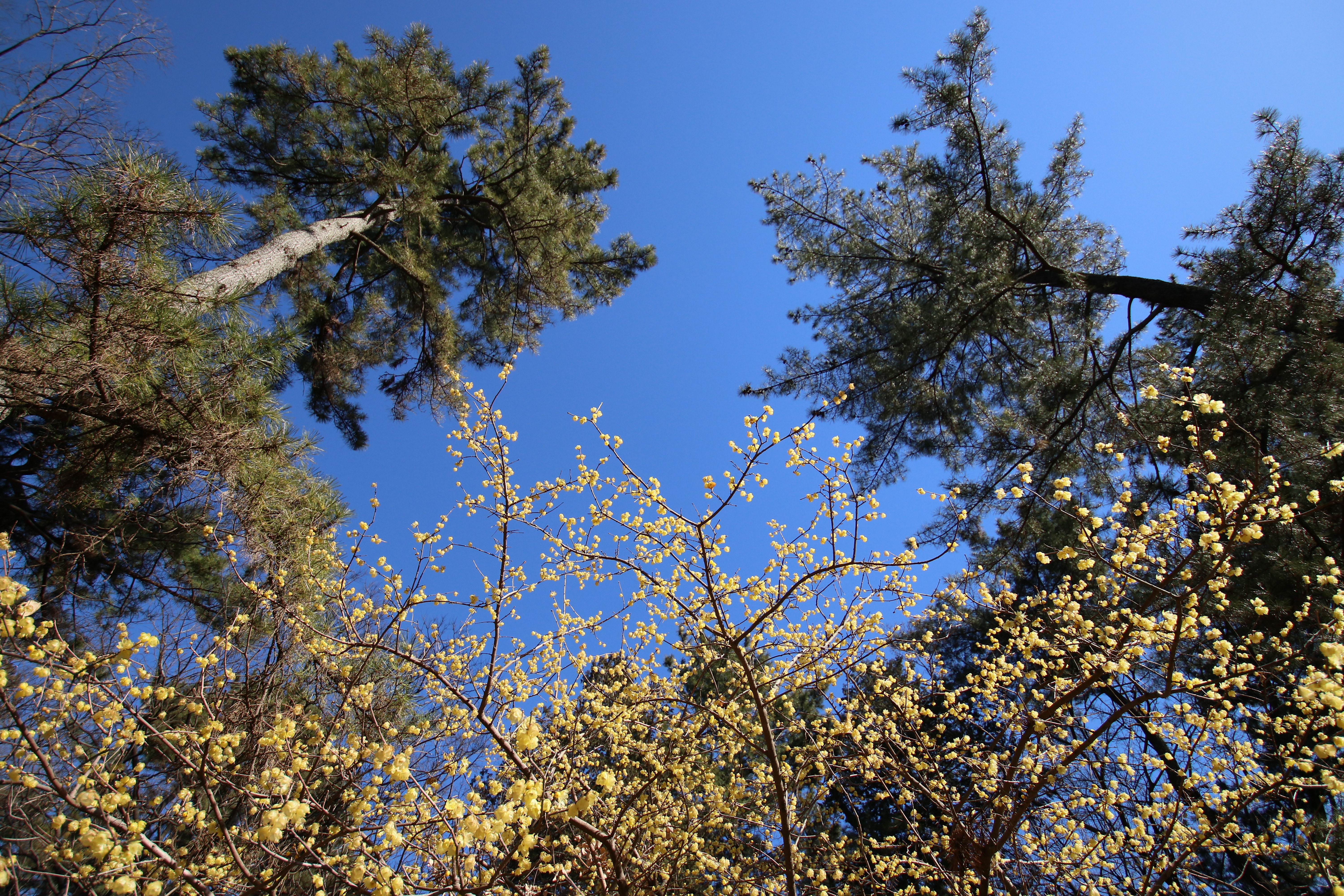 EOS 80D / 1/1,600秒 / F3.5 / +0.3EV / ISO200 / 絞り優先AE / 10mm
