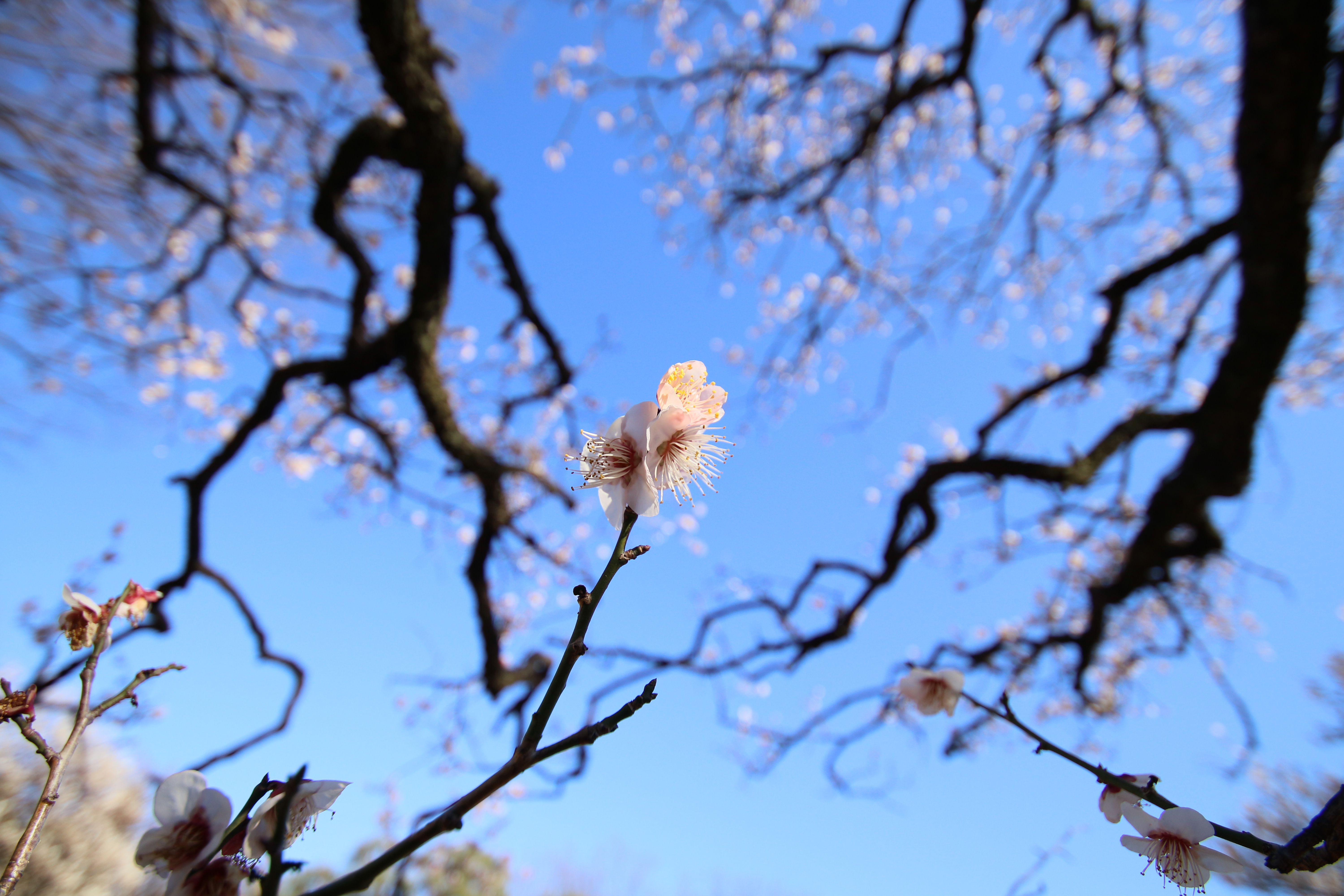 EOS 80D / 1/800秒 / F3.5 / +1.3EV / ISO200 / 絞り優先AE / 10mm