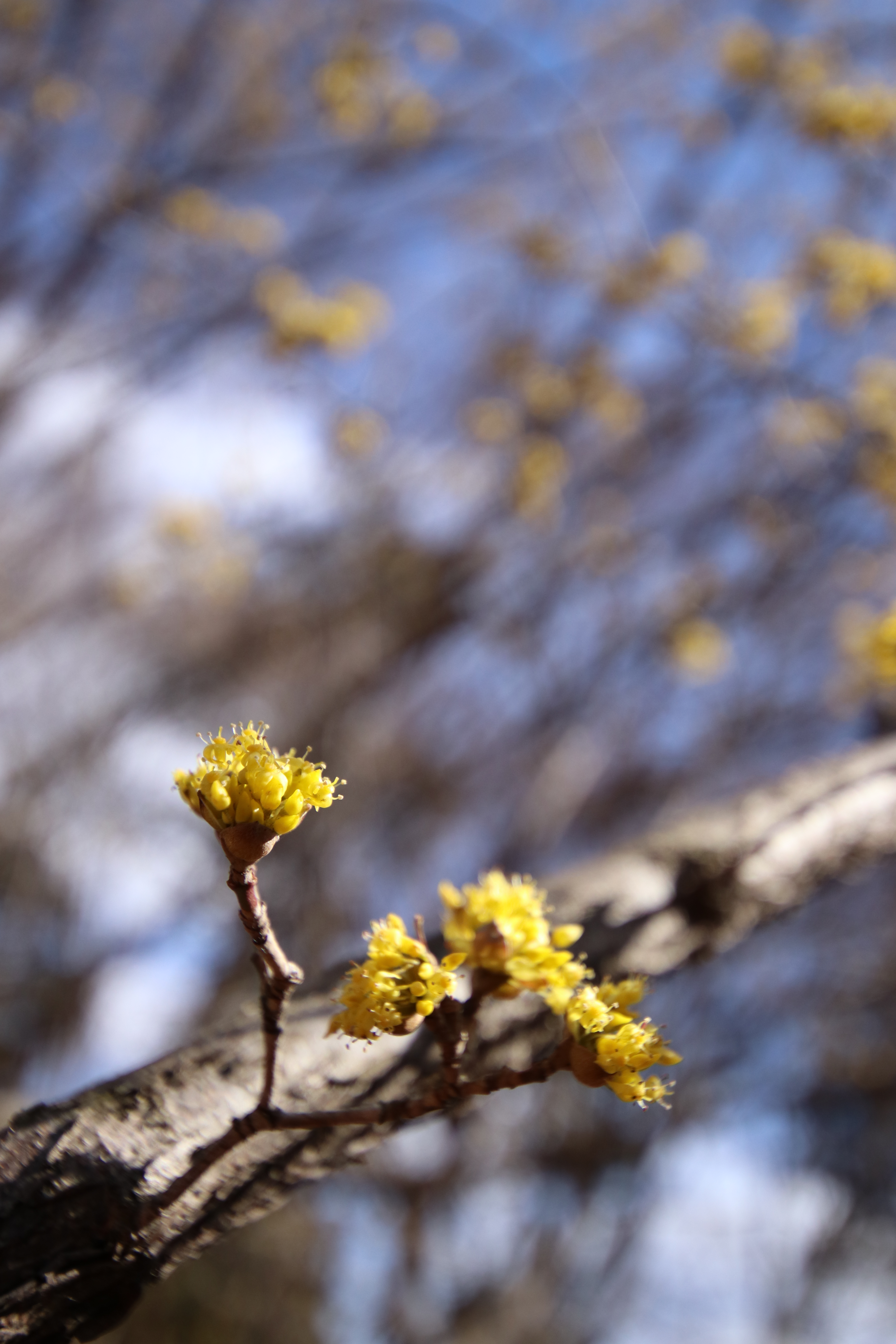 EOS 80D / 1/1,600秒 / F4.5 / +0.7EV / ISO400 / 絞り優先AE / 24mm