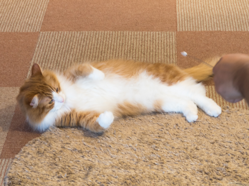 猫カフェ「猫家」さんのところの思わせぶりっこ。動きだしそうで動かない……それがもうかわいくて。PowerShot G5 X / 1/10秒 / F5 / ISO125 / 35mm