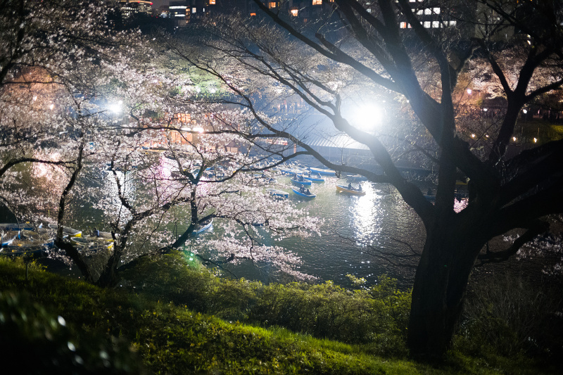 千鳥ヶ淵は夜桜狂想曲。Leica M10 / Summilux-M 35mm F1.4 ASPH.（1995）