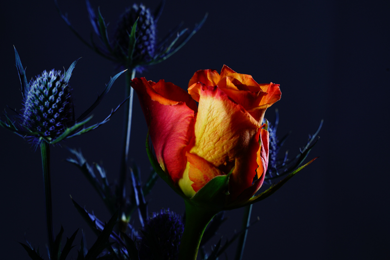 α7 R II / FE 70-200mm F2.8 GM OSS / F11 / 1/160秒 / ISO200 / 192mm / B2 250 AirTTL（2灯） + Air Remote TTL-S