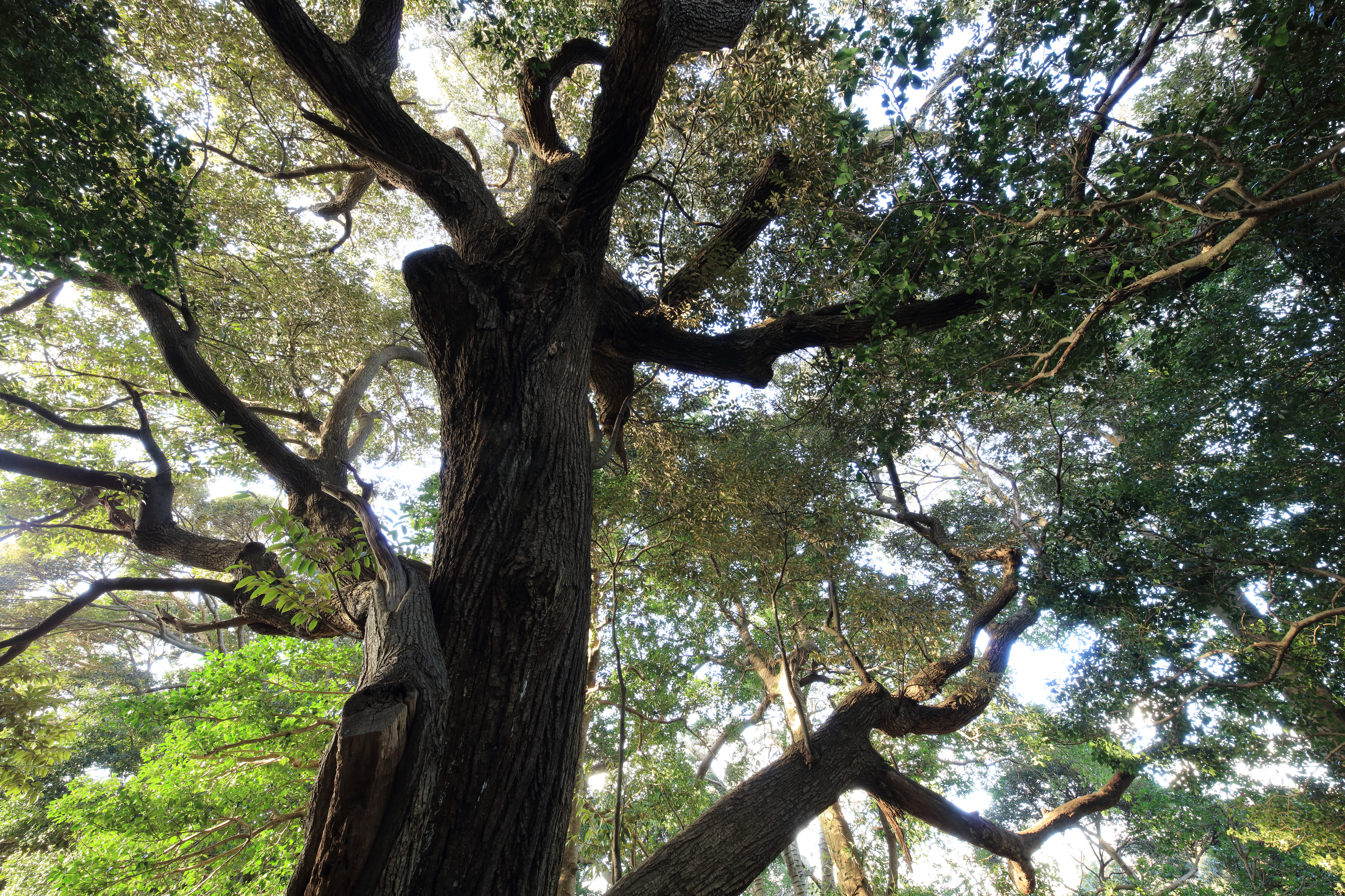 EOS 5Ds R / 1/1.2秒 / F11 / +0.3EV / ISO200 / 絞り優先AE / 13mm