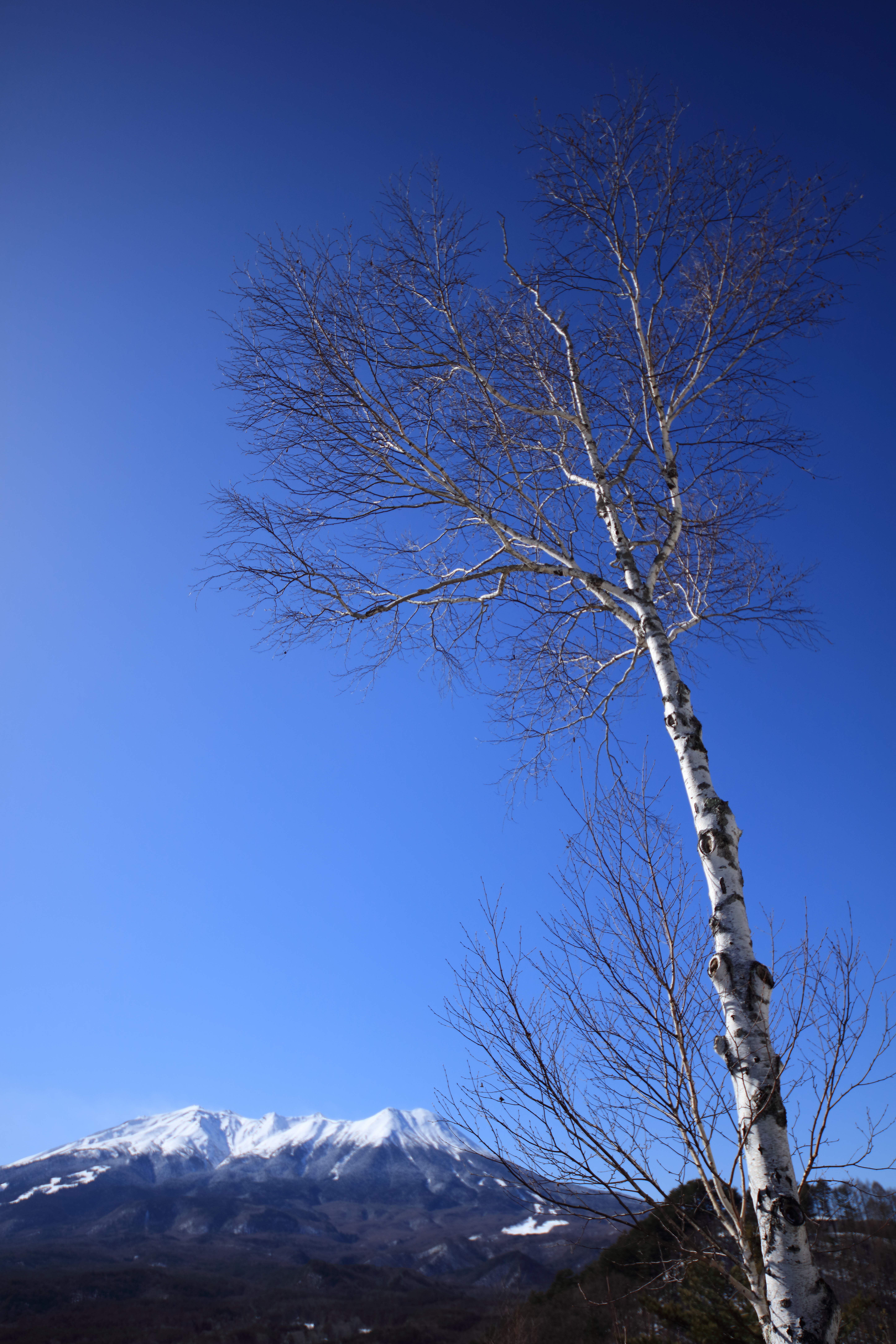 EOS 5Ds R / 1/1,250秒 / F4 / +0.3EV / ISO100 / 絞り優先AE / 24mm