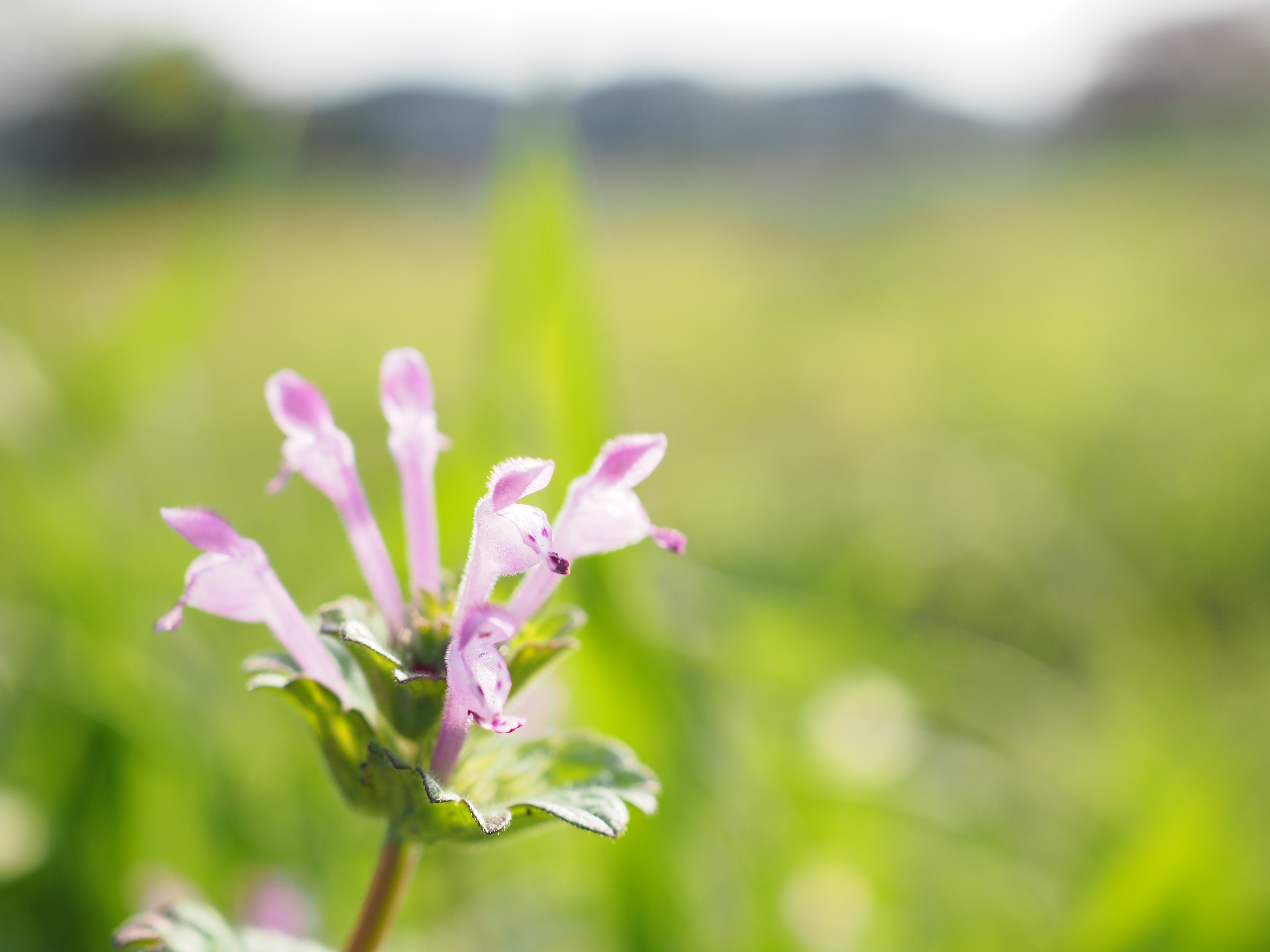 OLYMPUS PEN-F / 1/500秒 / F3.5 / +1EV / ISO200 / 絞り優先AE / 30mm