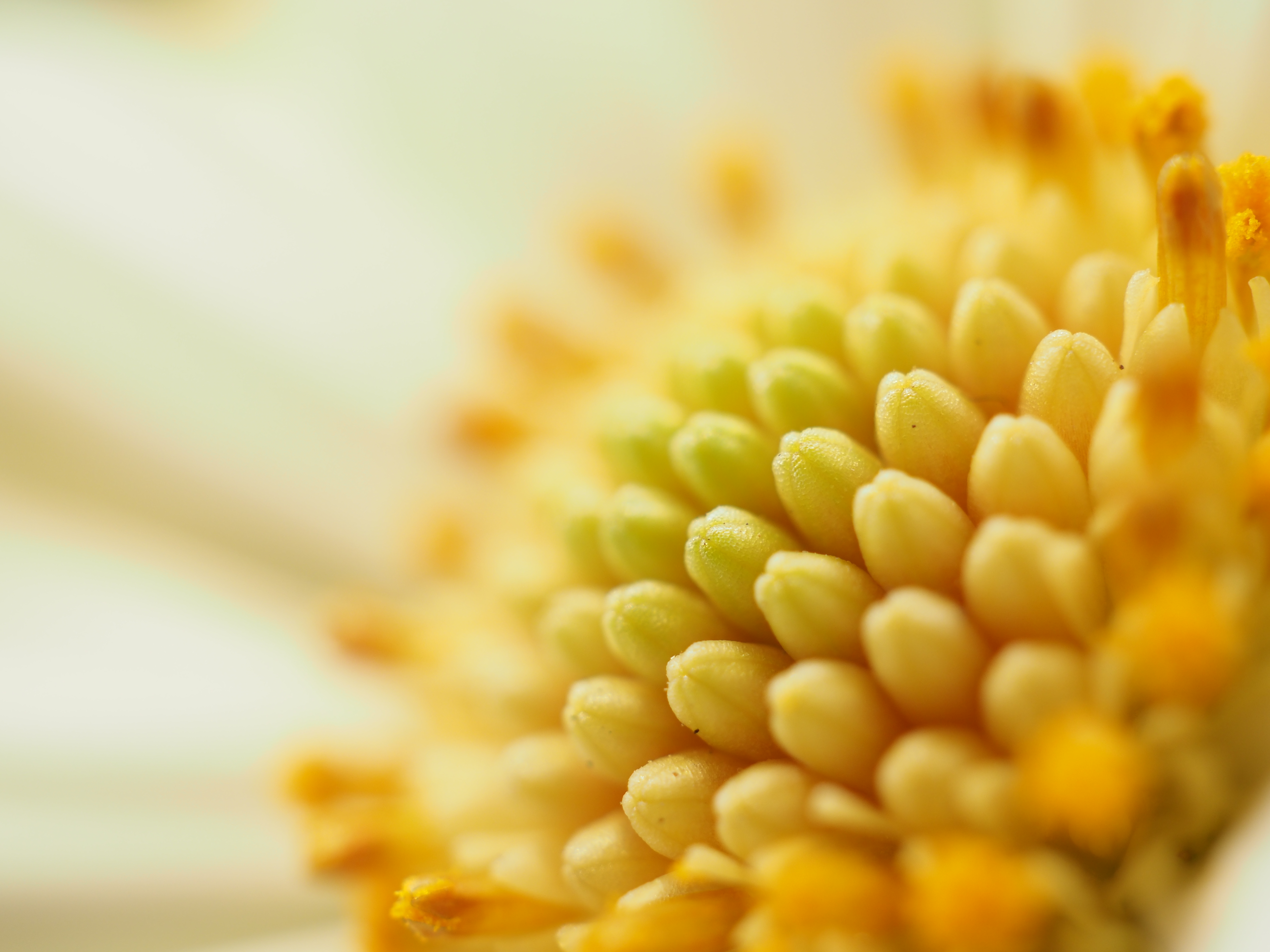 OLYMPUS OM-D E-M1 Mark II / 1/3秒 / F4 / +1.3EV / ISO200 / 絞り優先AE / 30mm