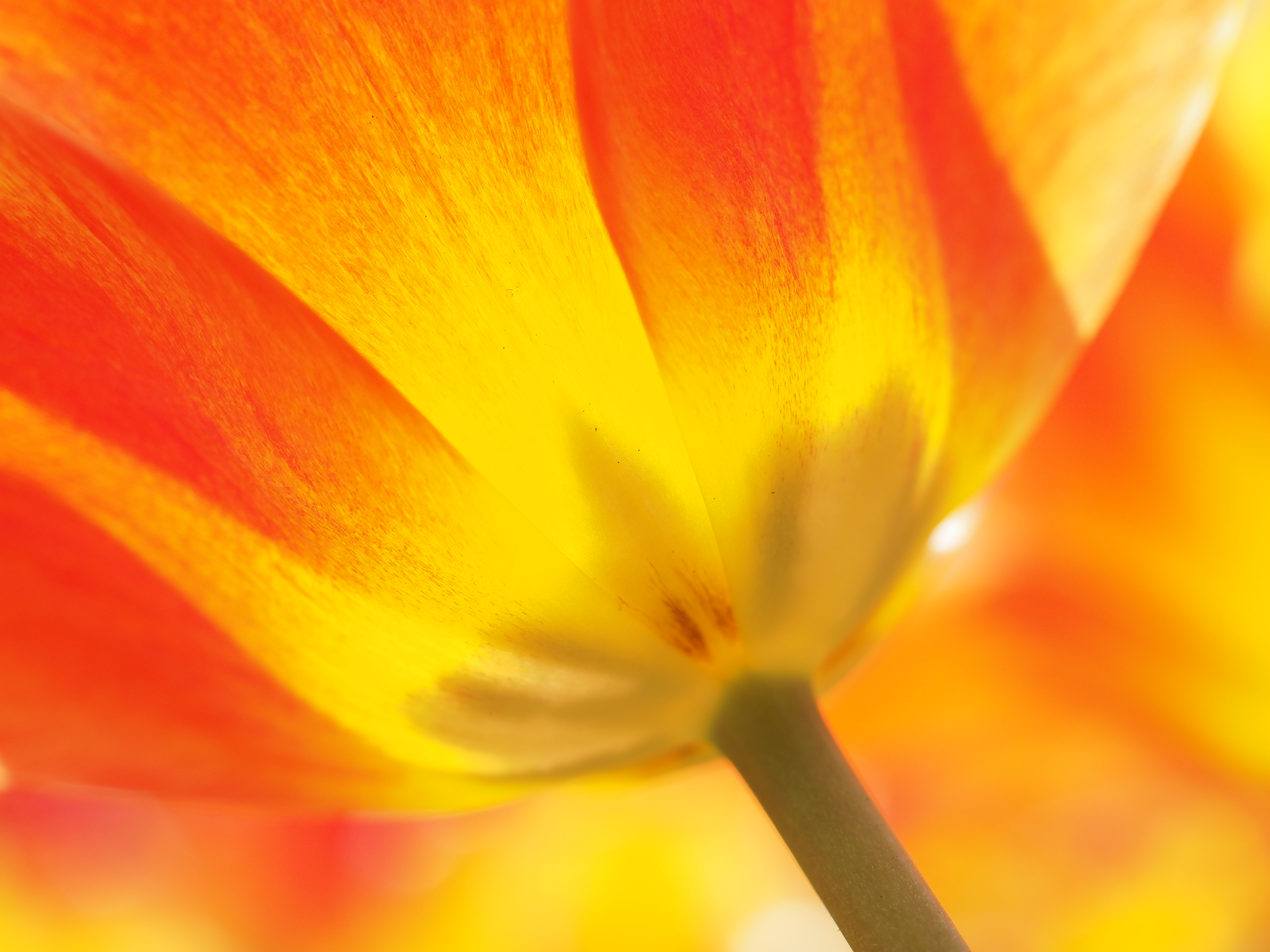 OLYMPUS PEN-F / 1/500秒 / F3.5 / +1.7EV / ISO200 / 絞り優先AE / 30mm