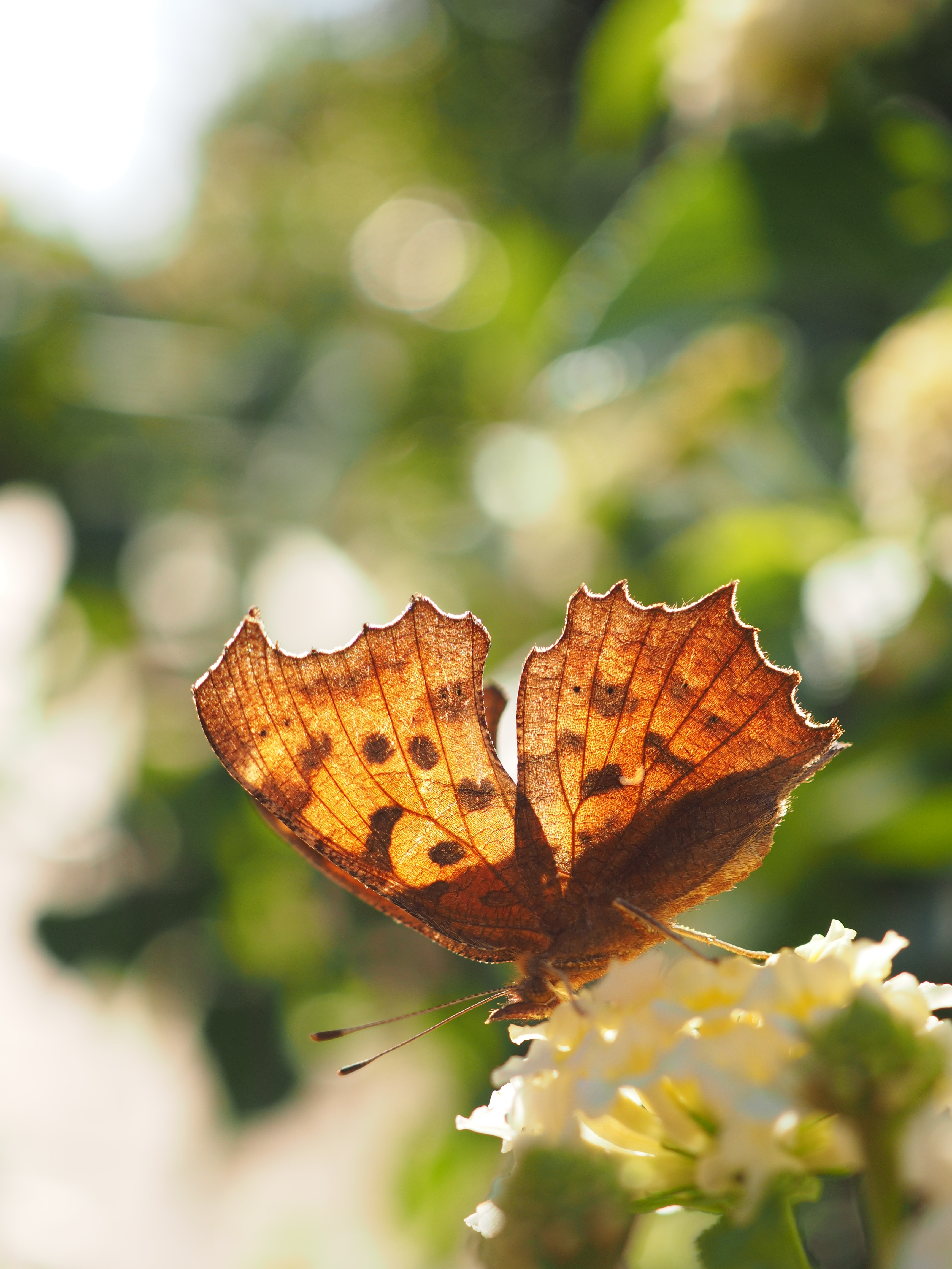 OLYMPUS OM-D E-M1 / 1/640秒 / F3.5 / +0.3EV / ISO200 / 絞り優先AE / 30mm