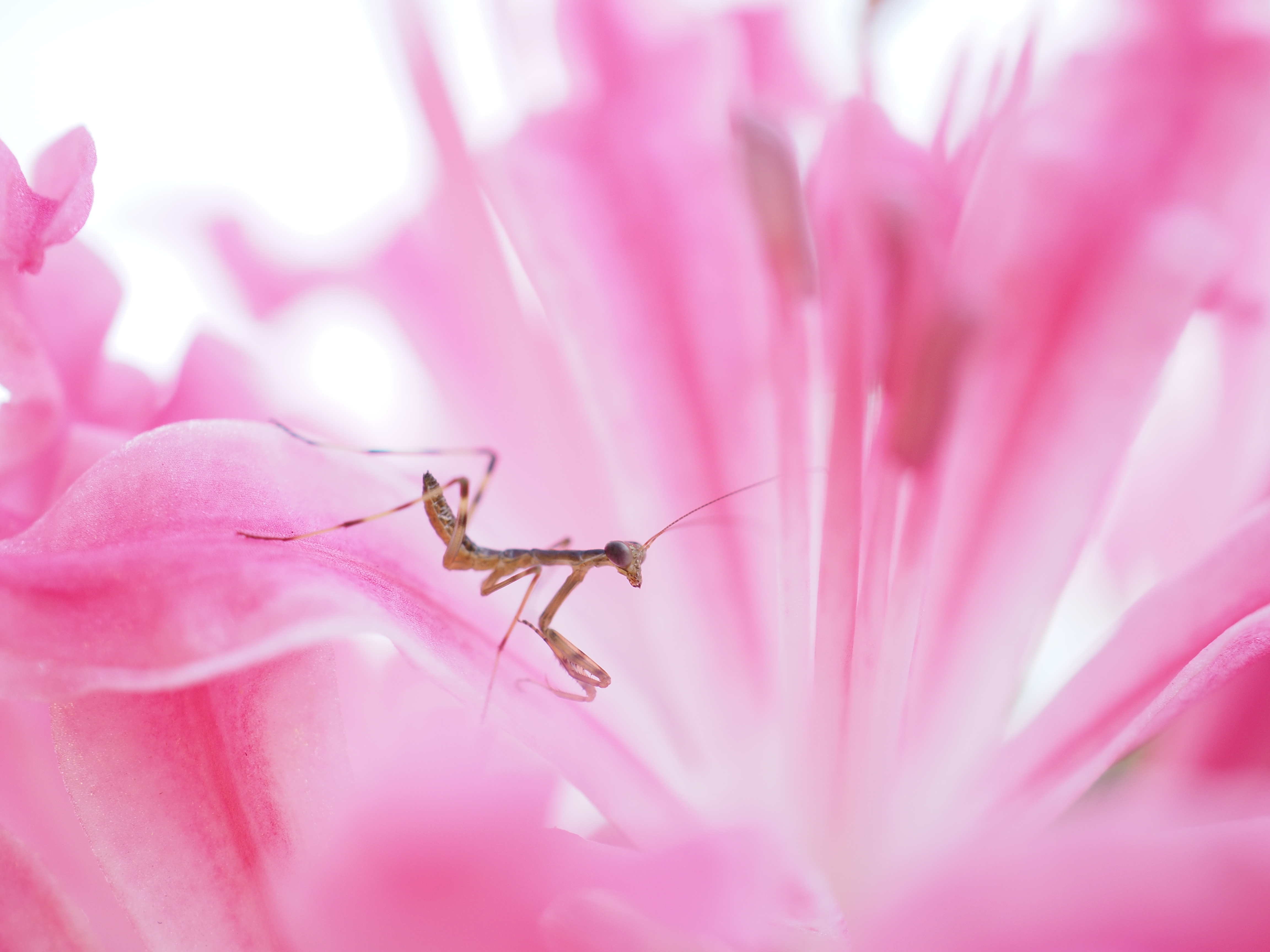 OLYMPUS OM-D E-M1 / 1/160秒 / F3.5 / +2EV / ISO200 / 絞り優先AE / 30mm