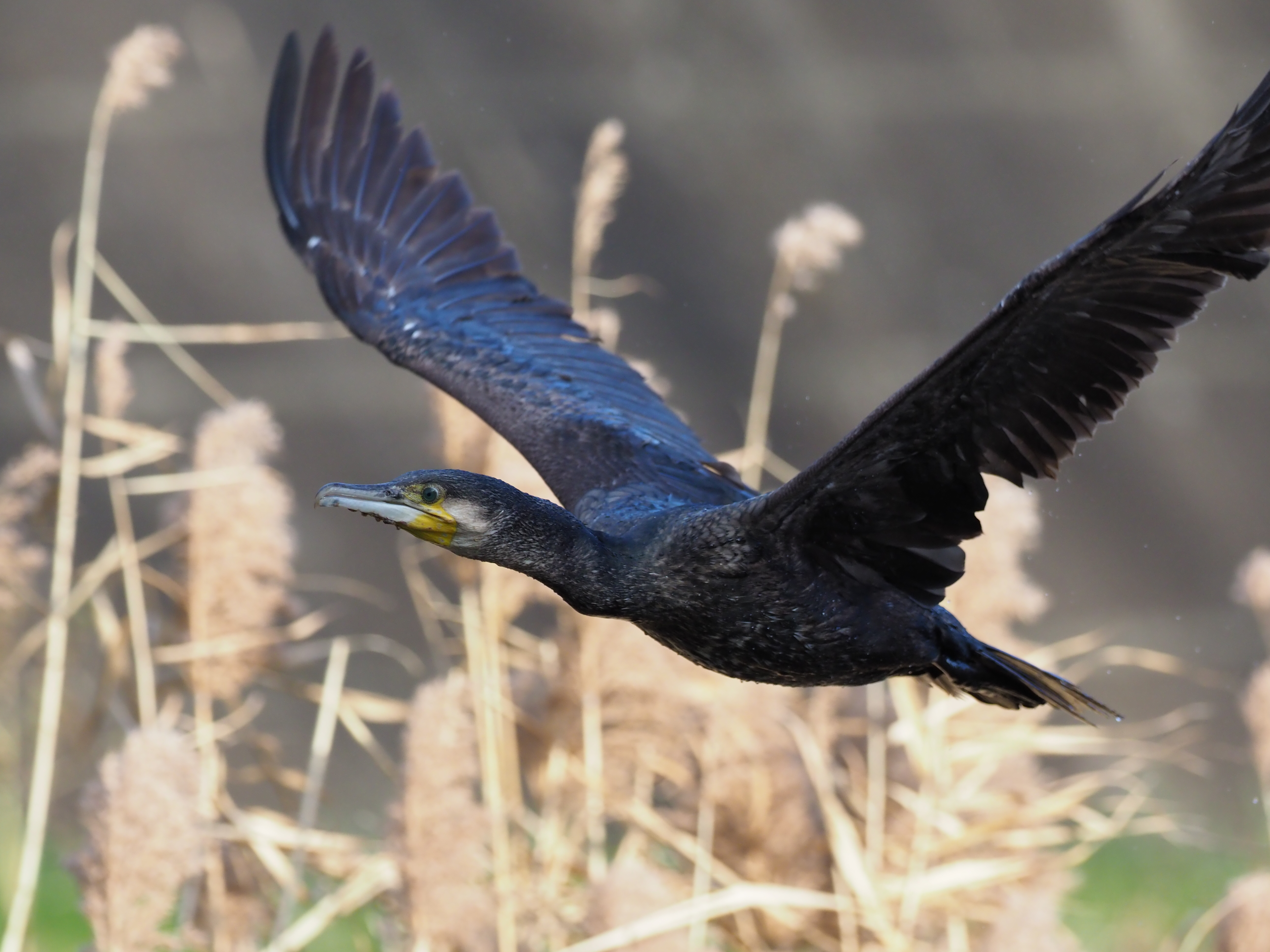 オリンパスE-M1 Mark II / M.ZUIKO DIGITAL ED 300mm F4.0 IS PRO / シャッター優先オート（F4.5・1/2,000秒） / +0.3EV / ISOオート（ISO1000） / WB:オート　（撮影：伊達淳一）