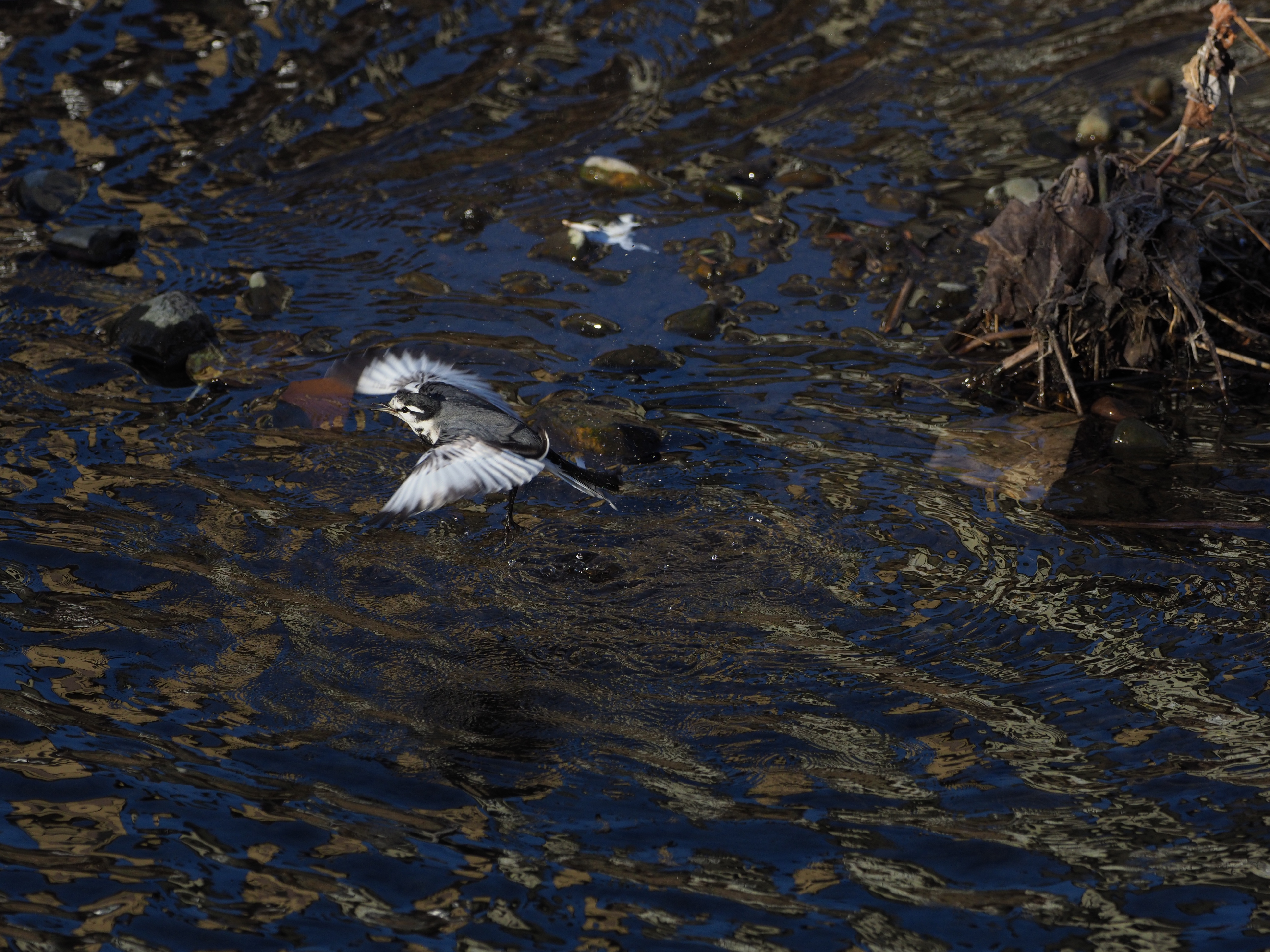 オリンパスE-M1 Mark II / M.ZUIKO DIGITAL ED 300mm F4.0 IS PRO / シャッター優先オート（F4.5・1/1,600秒） / -1.7EV / ISOオート（ISO320） / WB:オート　（撮影：伊達淳一）