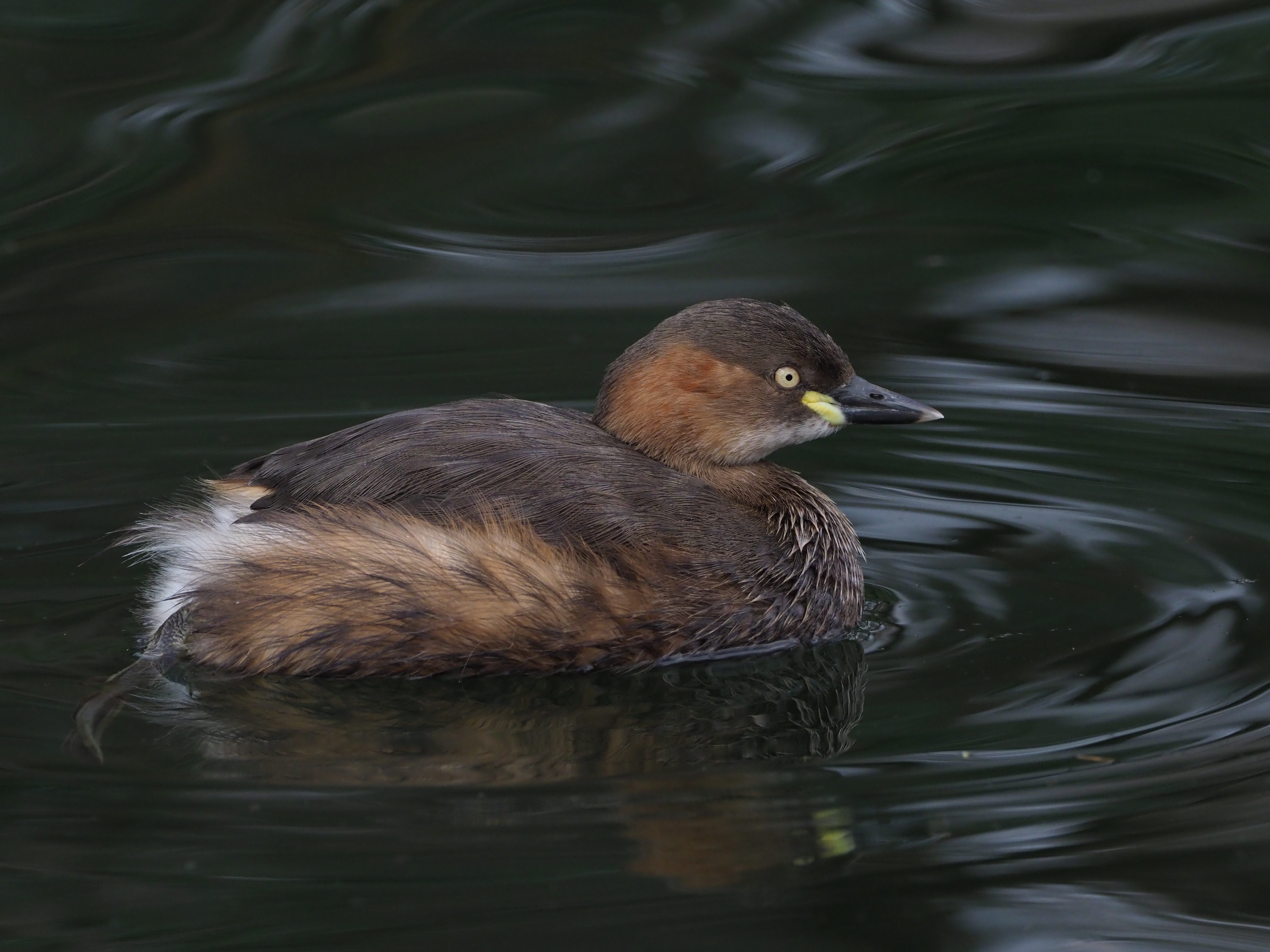 オリンパスE-M1 Mark II / M.ZUIKO DIGITAL ED 300mm F4.0 IS PRO + MC-14 / マニュアル露出（F7.1・1/640秒 -1.3EV / ISOオート（ISO1250） / WB:オート　（撮影：伊達淳一）