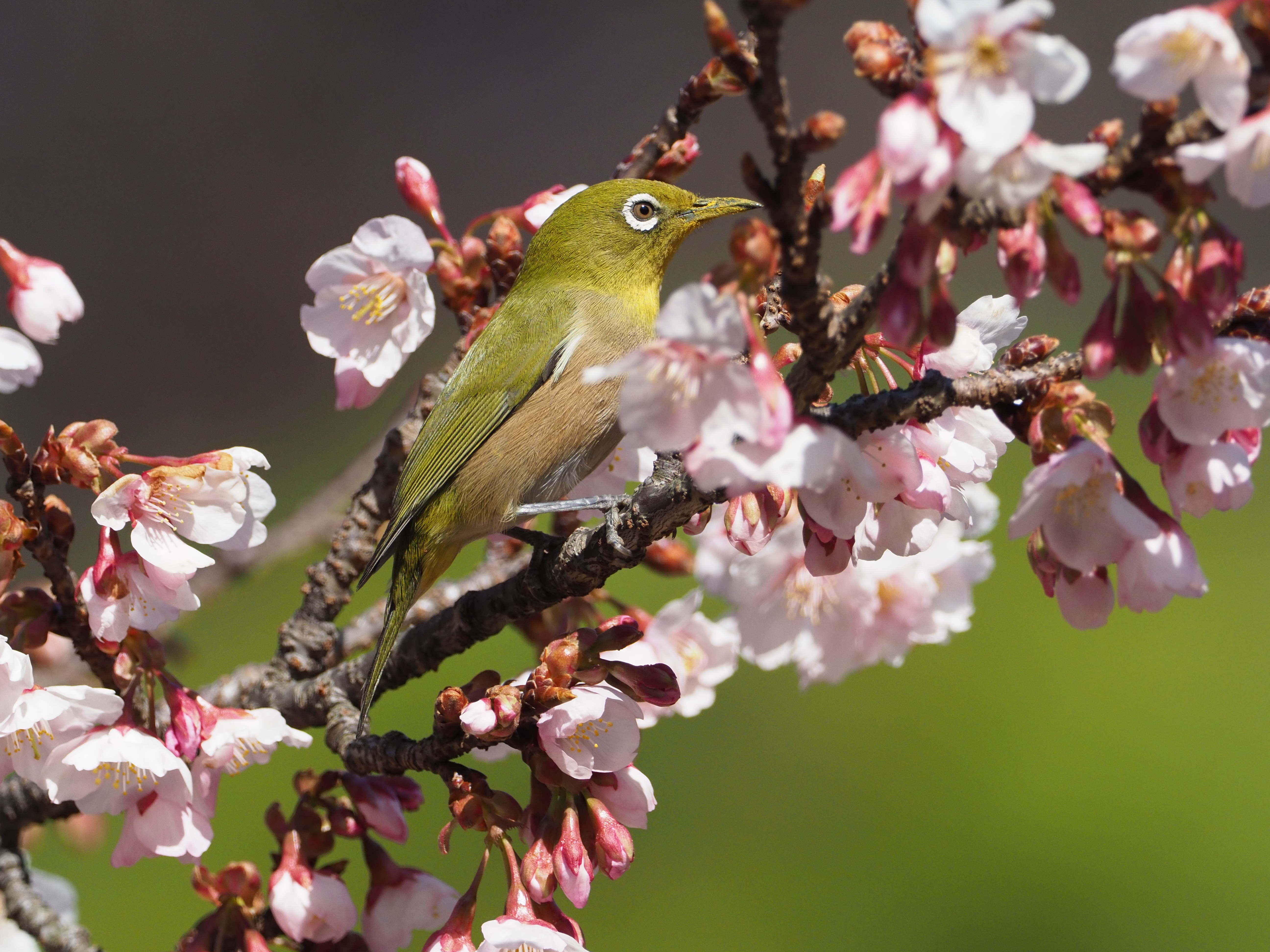 オリンパスE-M1 Mark II / M.ZUIKO DIGITAL ED 300mm F4.0 IS PRO + MC-14 / マニュアル露出（F6.3・1/2,000秒） / ISOオート（ISO800） WB:オート　（撮影：伊達淳一）