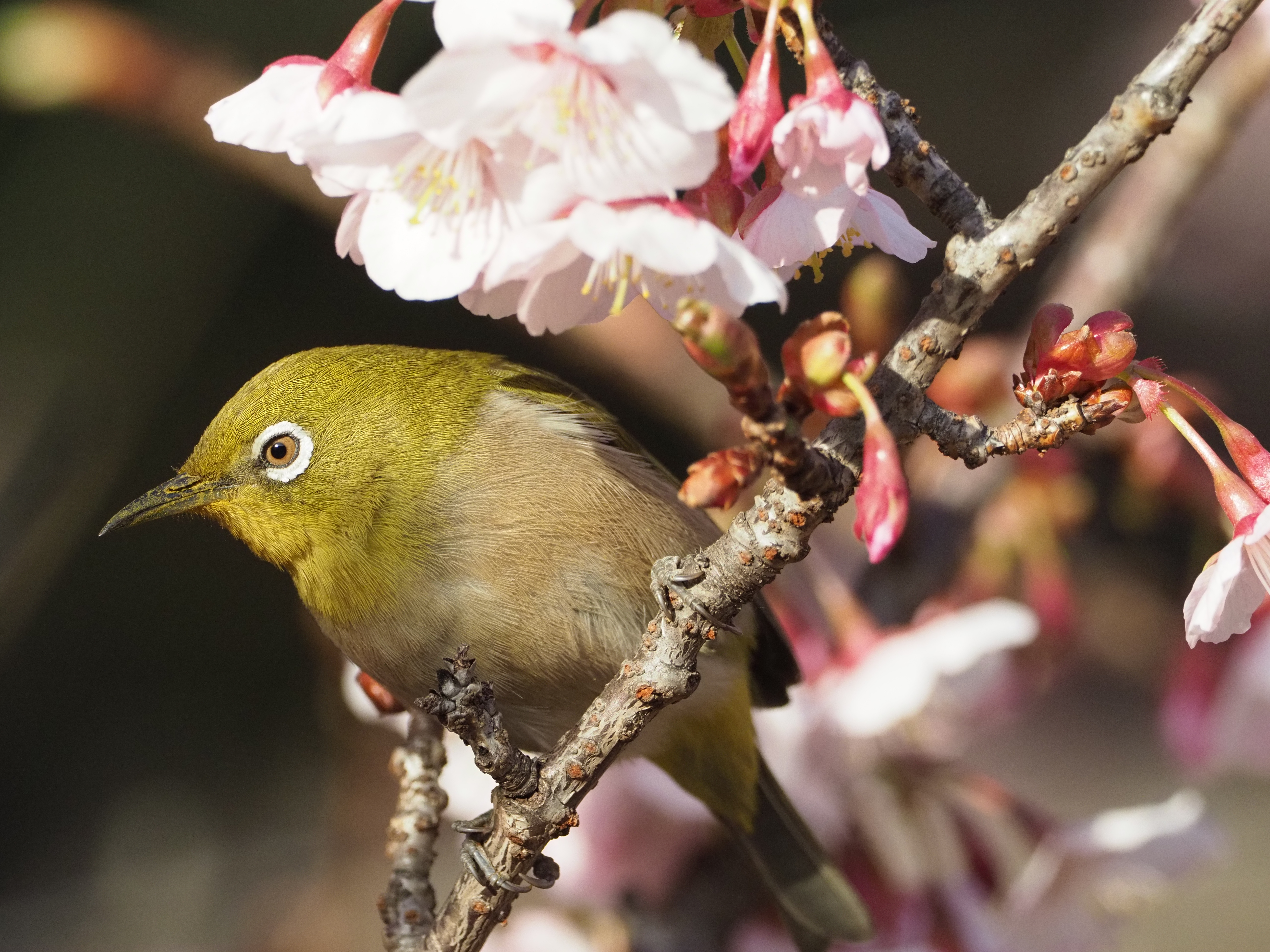 オリンパスE-M1 Mark II / M.ZUIKO DIGITAL ED 300mm F4.0 IS PRO + MC-14 / マニュアル露出（F6.3 1/1,250秒） / ISOオート（ISO2000） / WB:オート（+B2）　（撮影：伊達淳一）