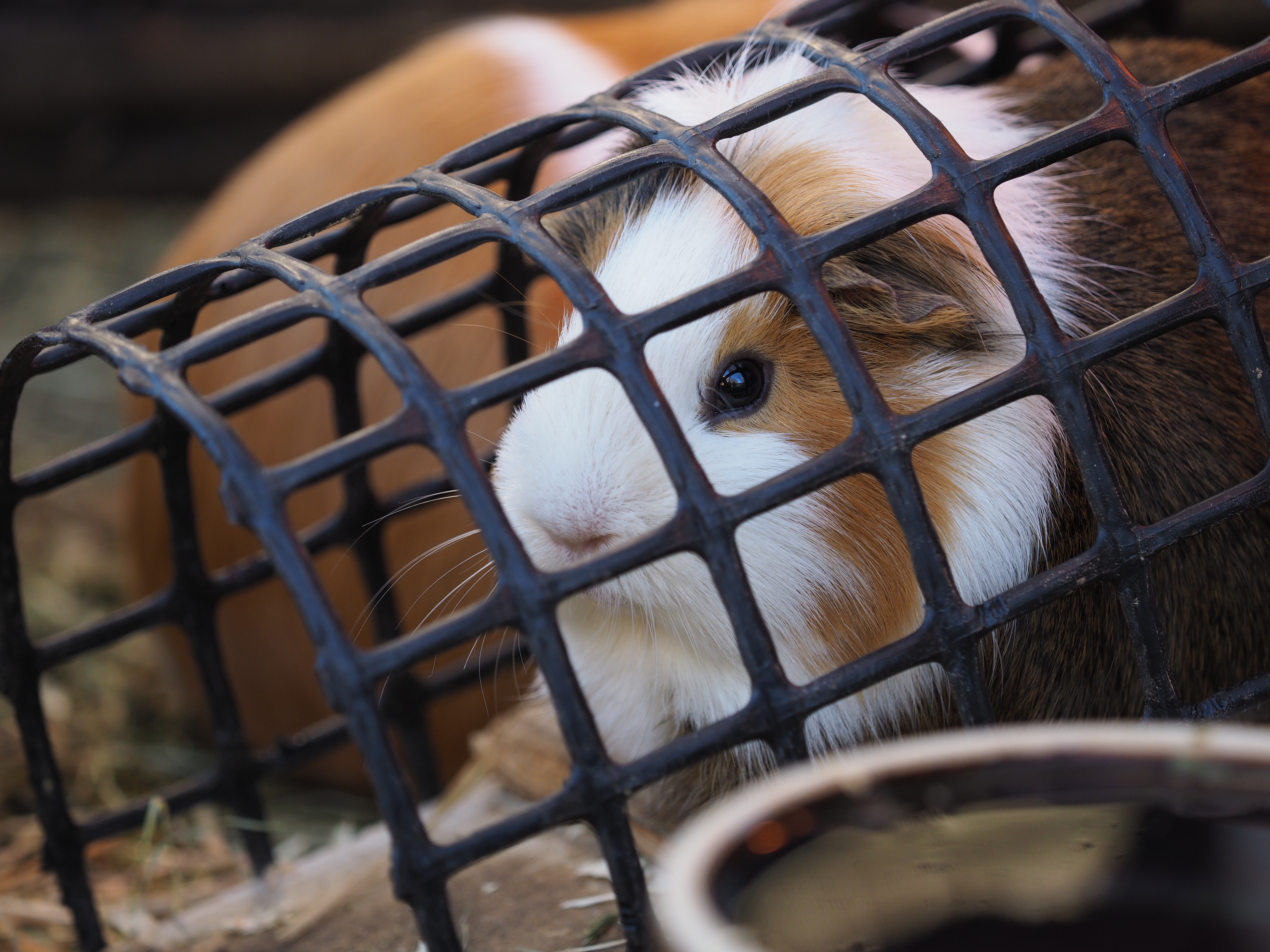 オリンパスE-M1 Mark II / M.ZUIKO DIGITAL ED 40-150mm F2.8 PRO（150mm） / シャッター優先オート（F2.8・1/250秒） / -0.3EV / ISOオート（ISO320） / WB:オート / 撮影地:<a href="http://www.tokyo-zoo.net/zoo/tama/" class="n" target="_blank">多摩動物公園</a>　（撮影：伊達淳一）