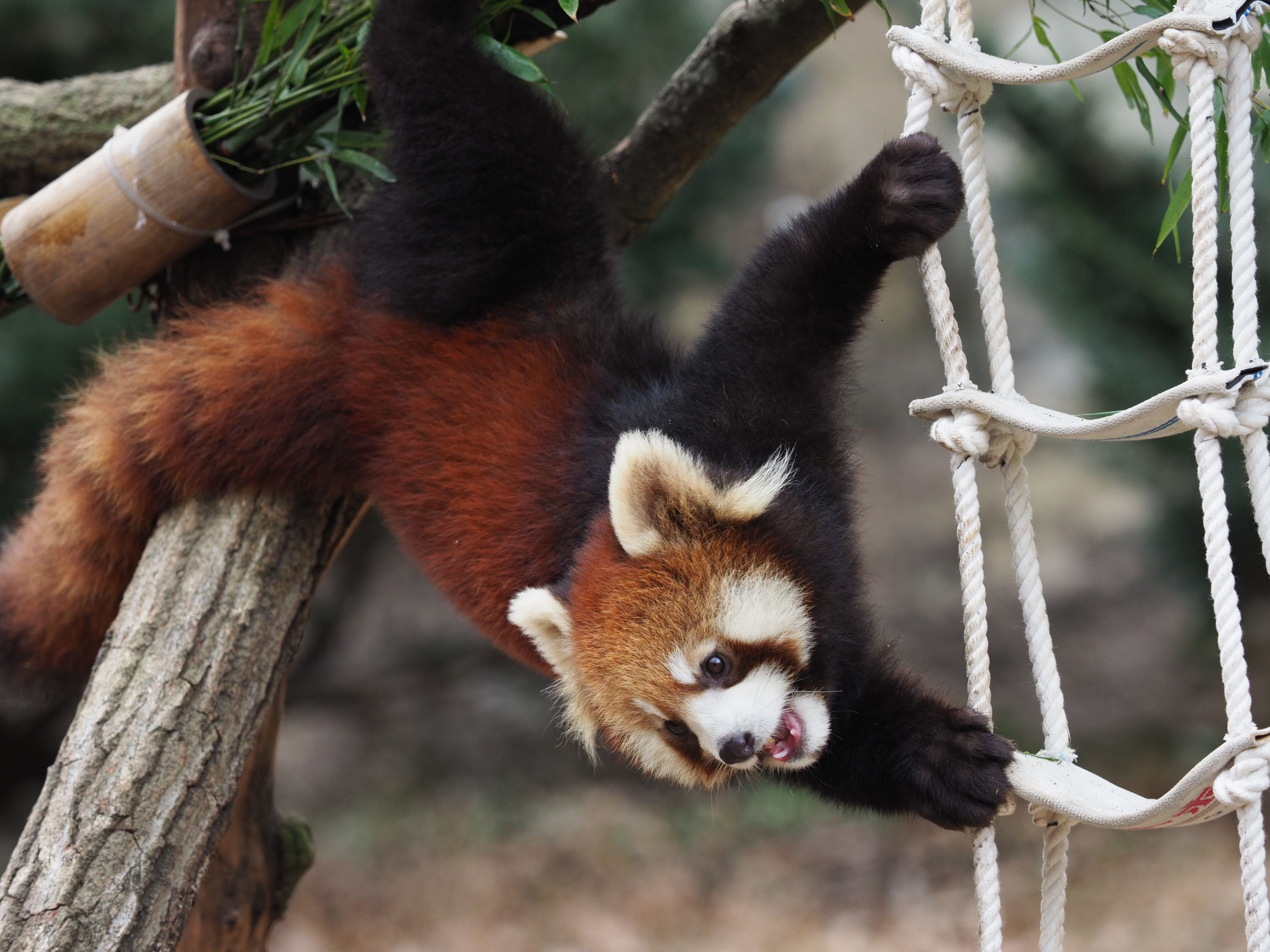 オリンパスE-M1 Mark II / M.ZUIKO DIGITAL ED 40-150mm F2.8 PRO（125mm） シャッター優先オート（F3.2 1/500秒 -1.0EV / ISOオート（ISO640） / WB:晴天 / 撮影地:<a href="http://www.tokyo-zoo.net/zoo/tama/" class="n" target="_blank">多摩動物公園</a>　（撮影：伊達淳一）