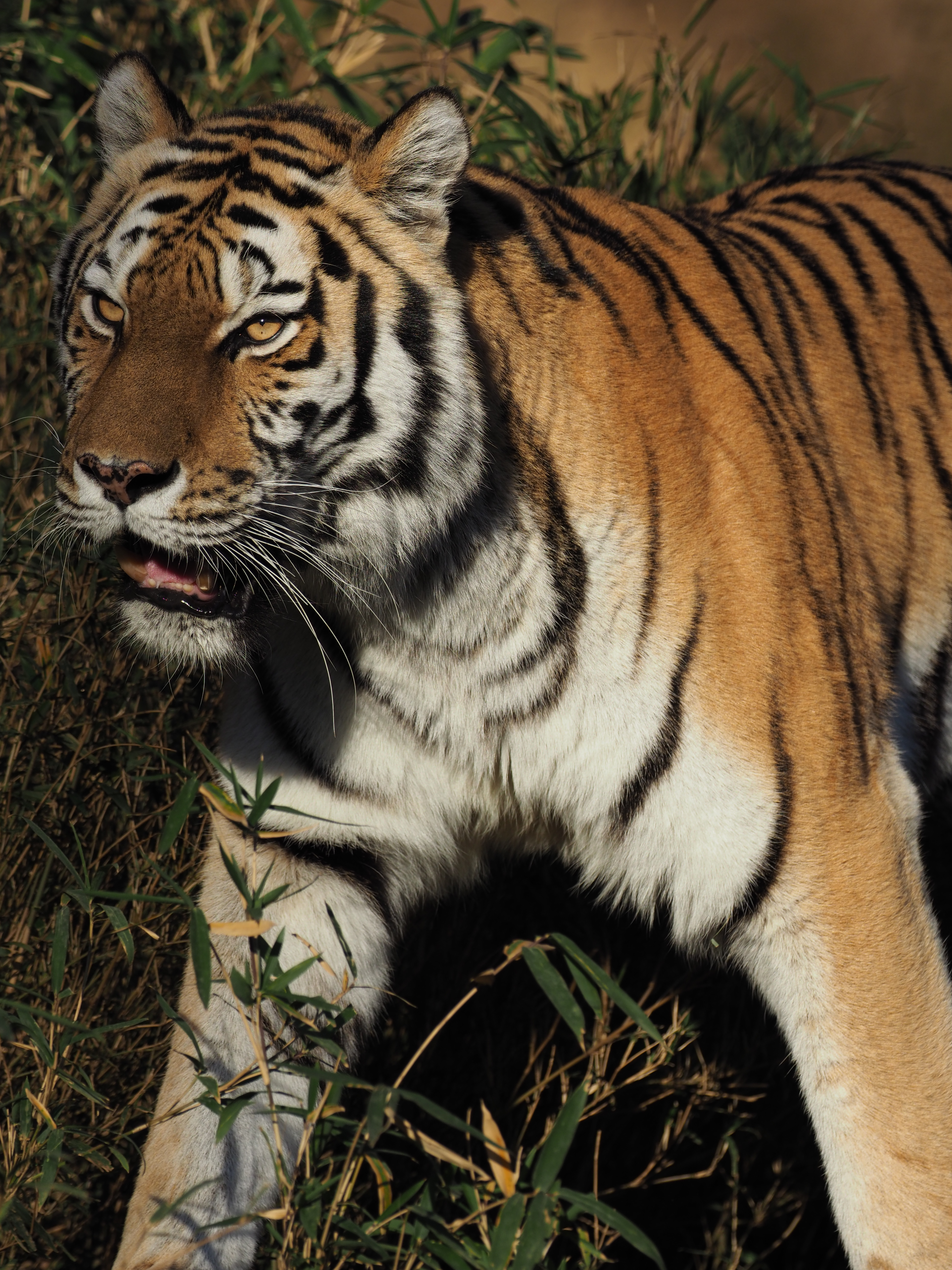 オリンパスE-M1 Mark II / M.ZUIKO DIGITAL ED 300mm F4.0 IS PRO / 絞り優先オート（F5.0・1/1,250秒） / -0.7EV / ISOオート（ISO200） / WB:オート / 撮影地:<a href="http://www.tokyo-zoo.net/zoo/tama/" class="n" target="_blank">多摩動物公園</a>　（撮影：伊達淳一）