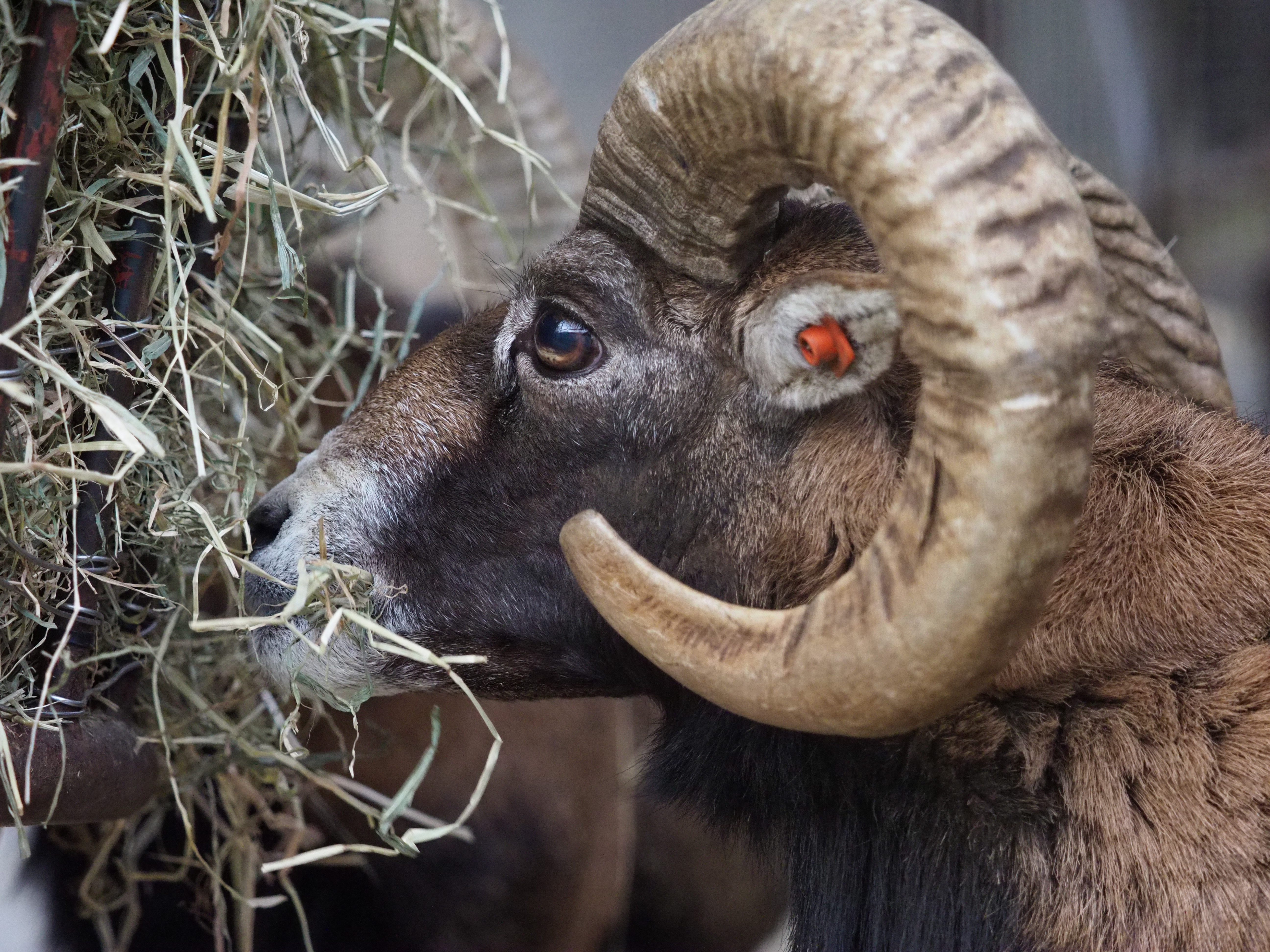 E-M1 Mark II / M.ZUIKO DIGITAL ED 40-150mm F2.8 PRO（82mm） / マニュアル露出（F2.8 1/400秒 / -0.3EV / ISO5000 / WB:オート