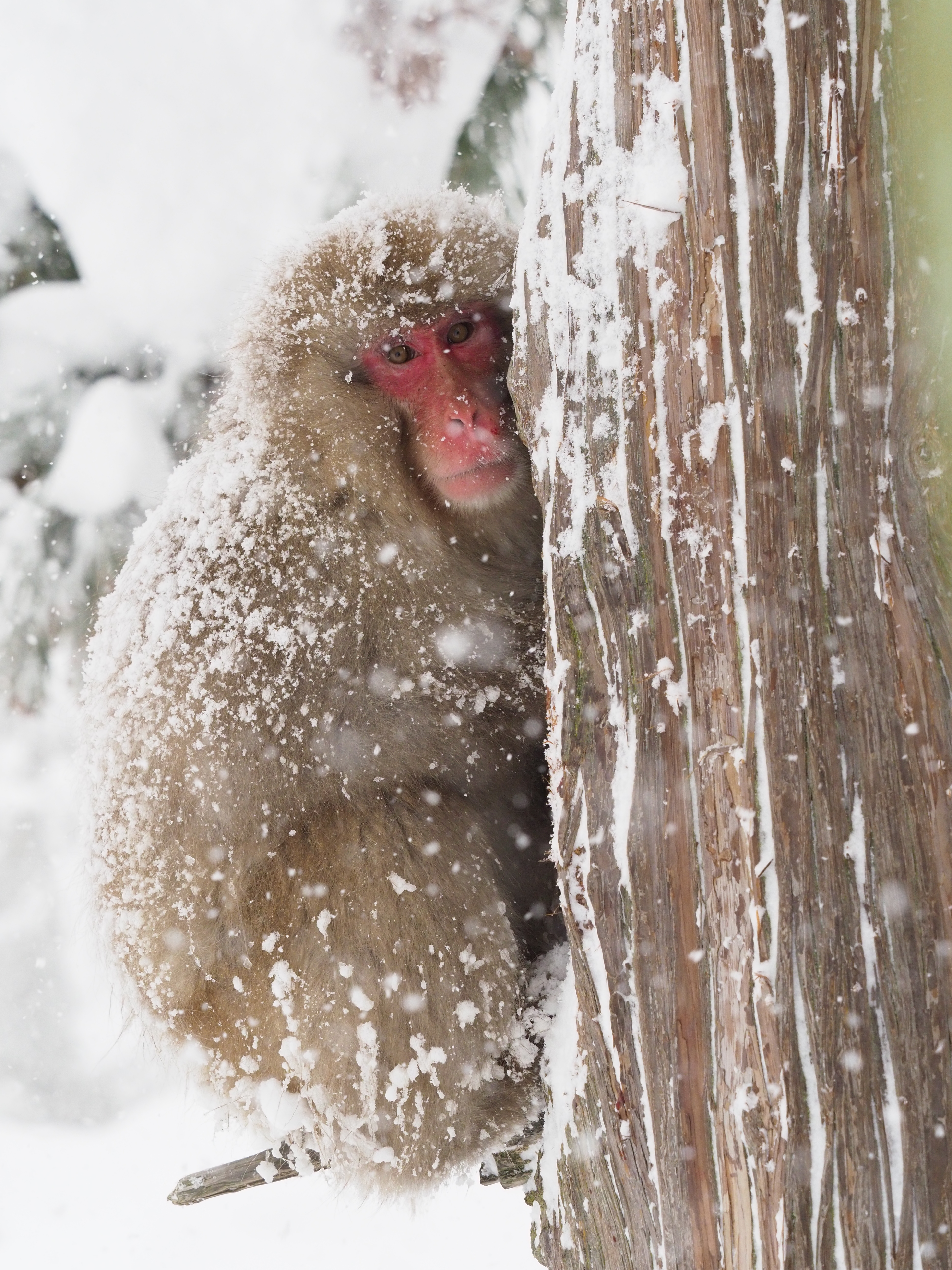 E-M1 Mark II / M.ZUIKO DIGITAL ED 40-150mm F2.8 PRO + MC-14（85mm） / マニュアル露出（F5.6 1/200秒） / +0.3EV / ISOオート（ISO1600） / WB:オート / 撮影地:<a href="http://jigokudani-yaenkoen.co.jp/" class="n" target="_blank">地獄谷野猿公苑</a>