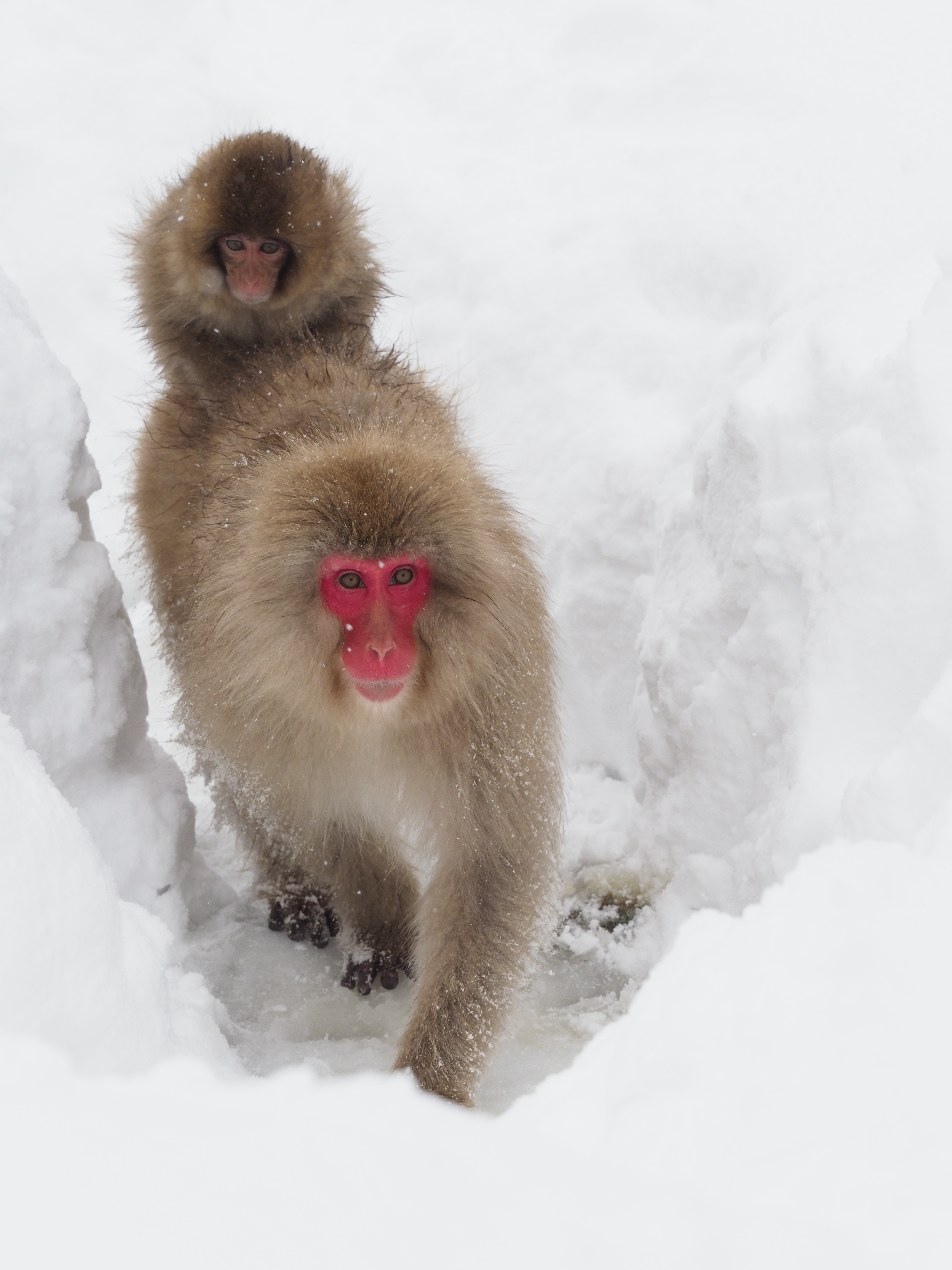 E-M1 Mark II / M.ZUIKO DIGITAL ED 40-150mm F2.8 PRO + MC-14（105mm） / マニュアル露出（F6.3・1/500秒） / ISOオート（ISO640） / WB:オート / 撮影地:<a href="http://jigokudani-yaenkoen.co.jp/" class="n" target="_blank">地獄谷野猿公苑</a>